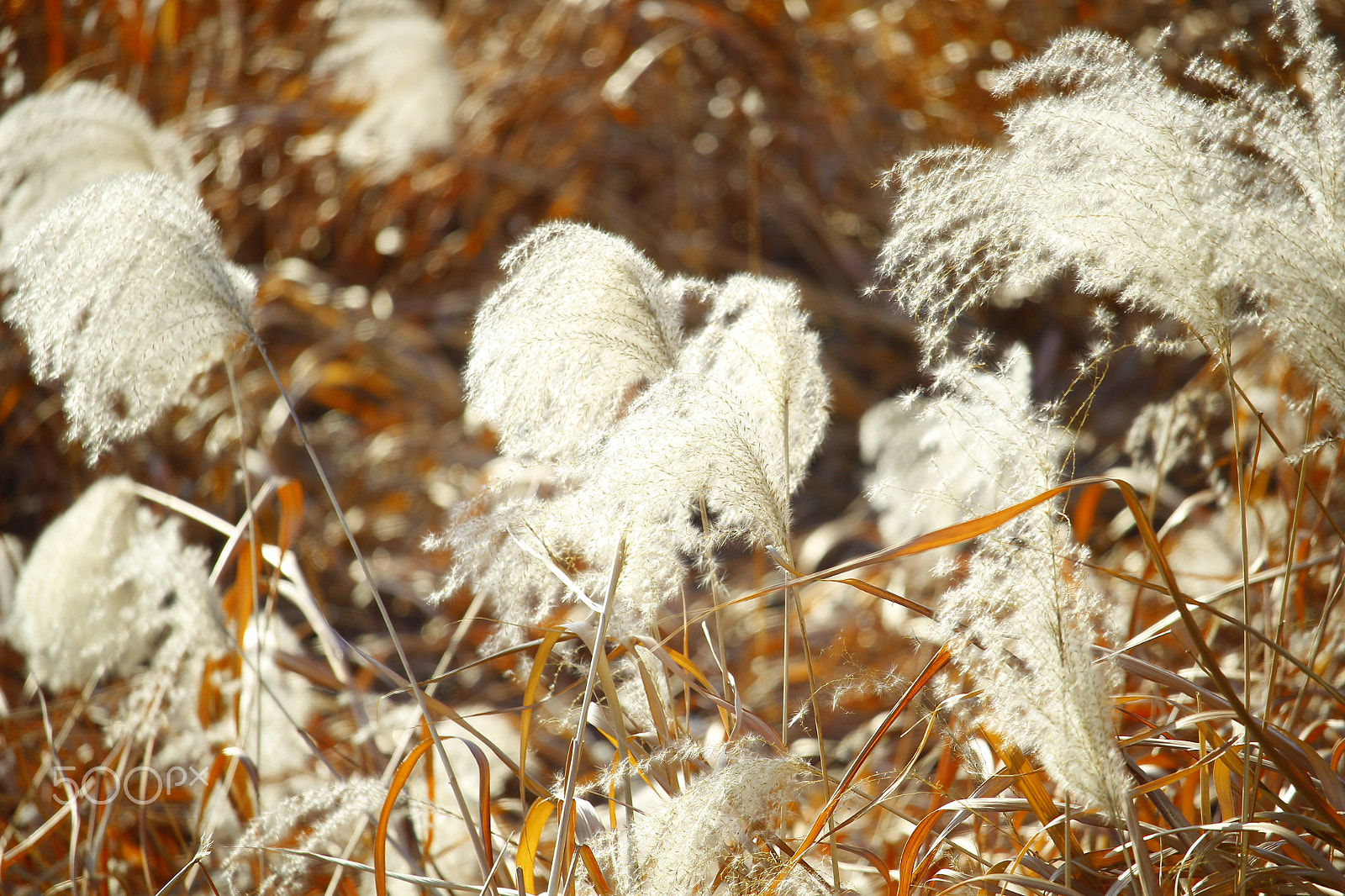 Canon EF-S 55-250mm F4-5.6 IS STM sample photo. Riverside photography