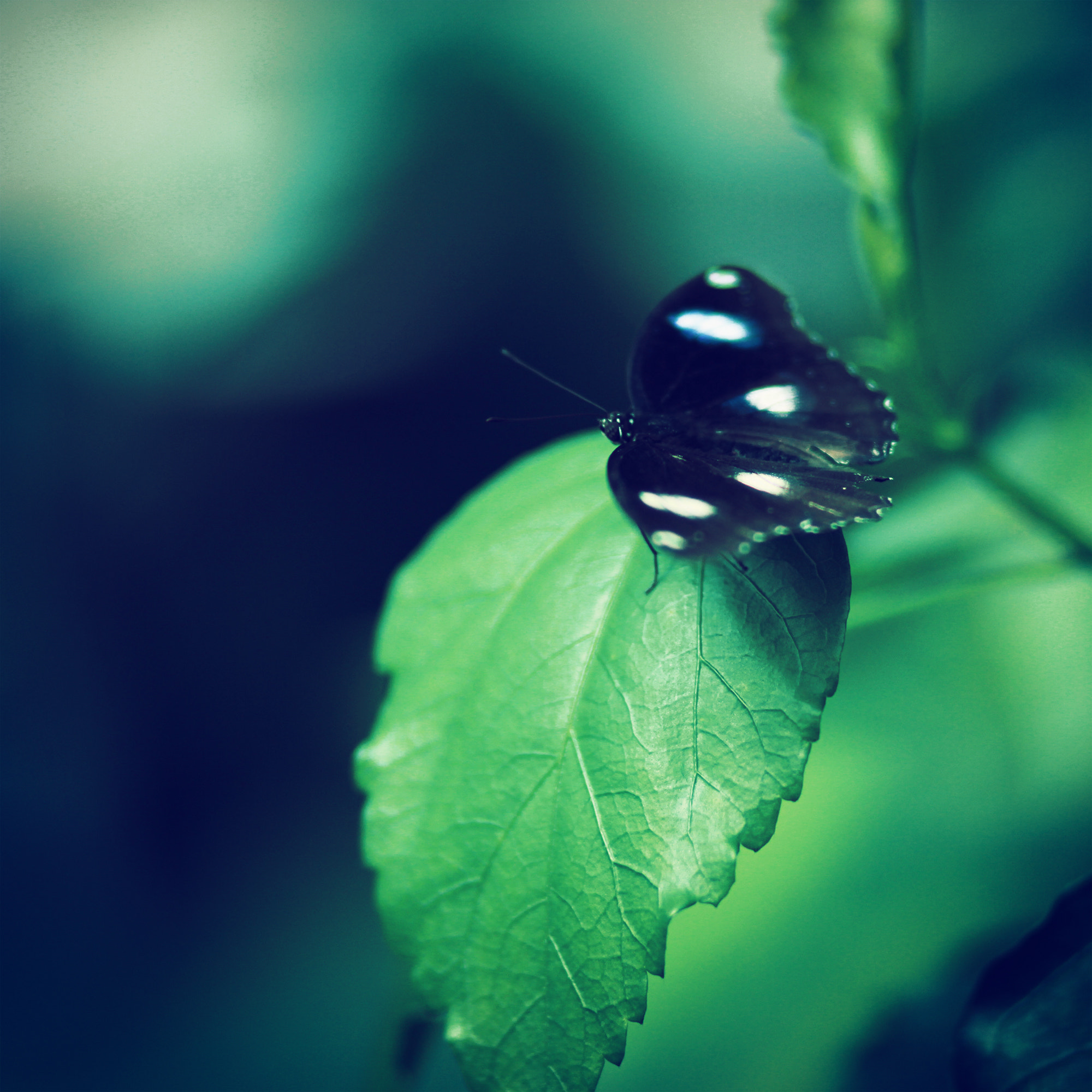 Canon EOS 7D + Canon EF 85mm F1.8 USM sample photo. Img photography