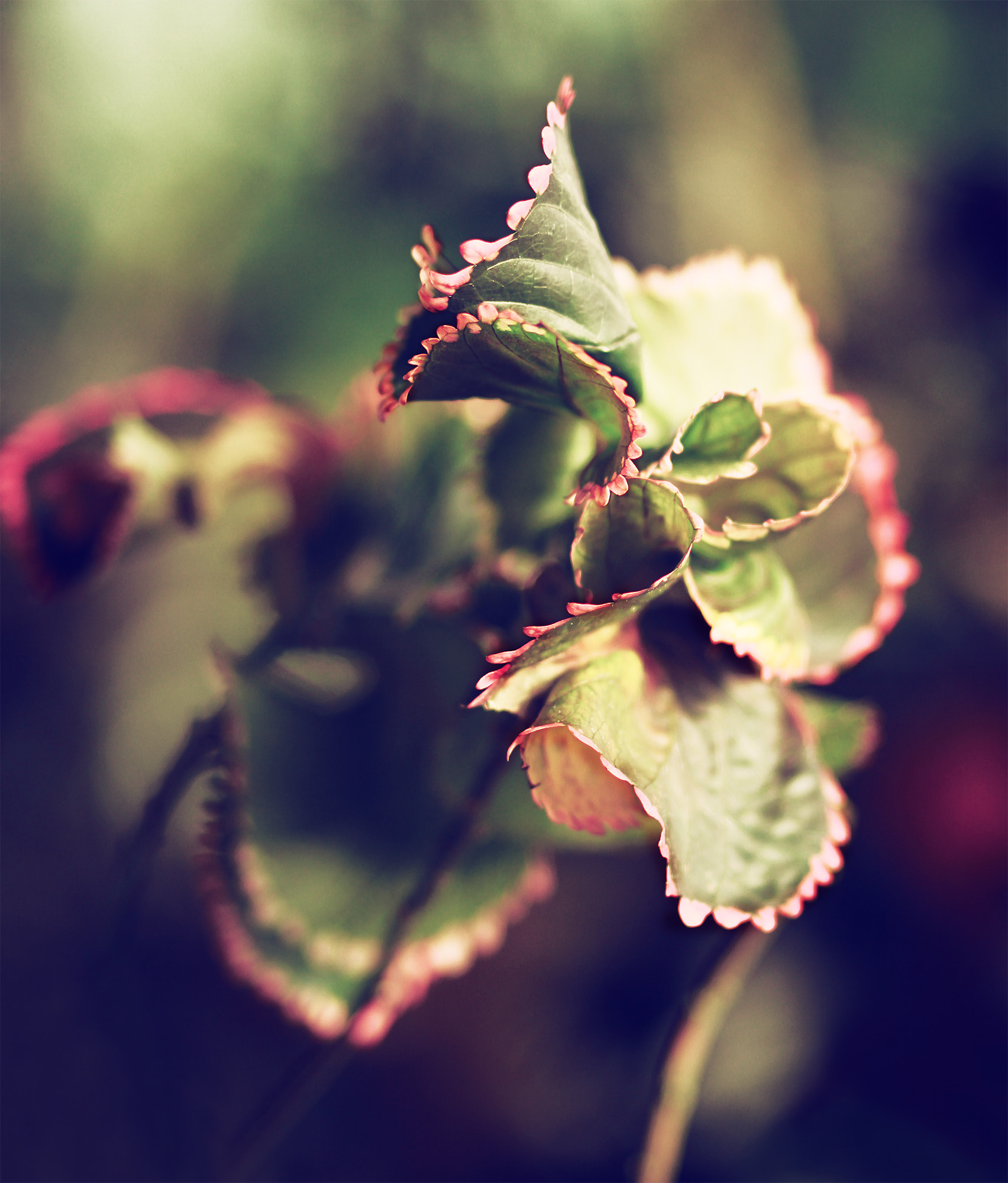 Canon EOS 7D + Canon EF 85mm F1.8 USM sample photo. Img photography