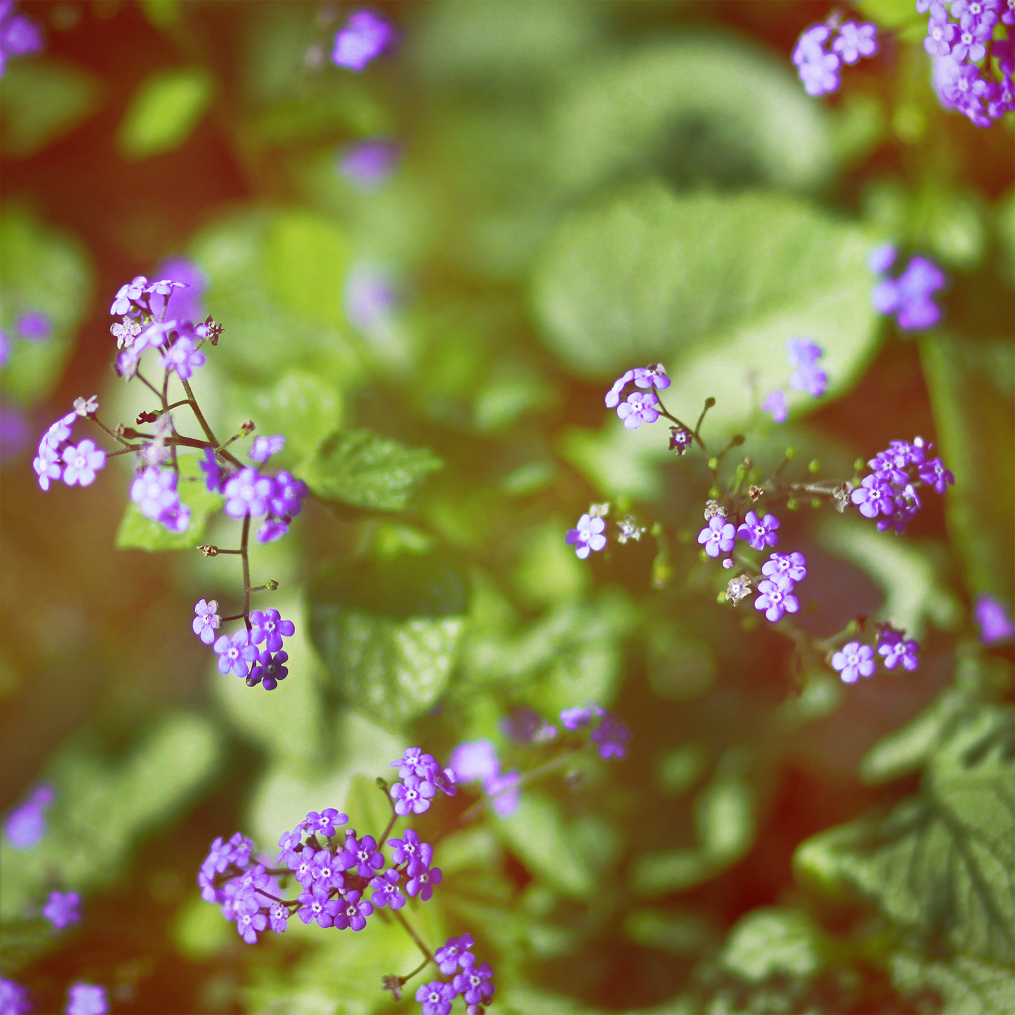 Canon EOS 7D + Canon EF 85mm F1.8 USM sample photo. Img photography