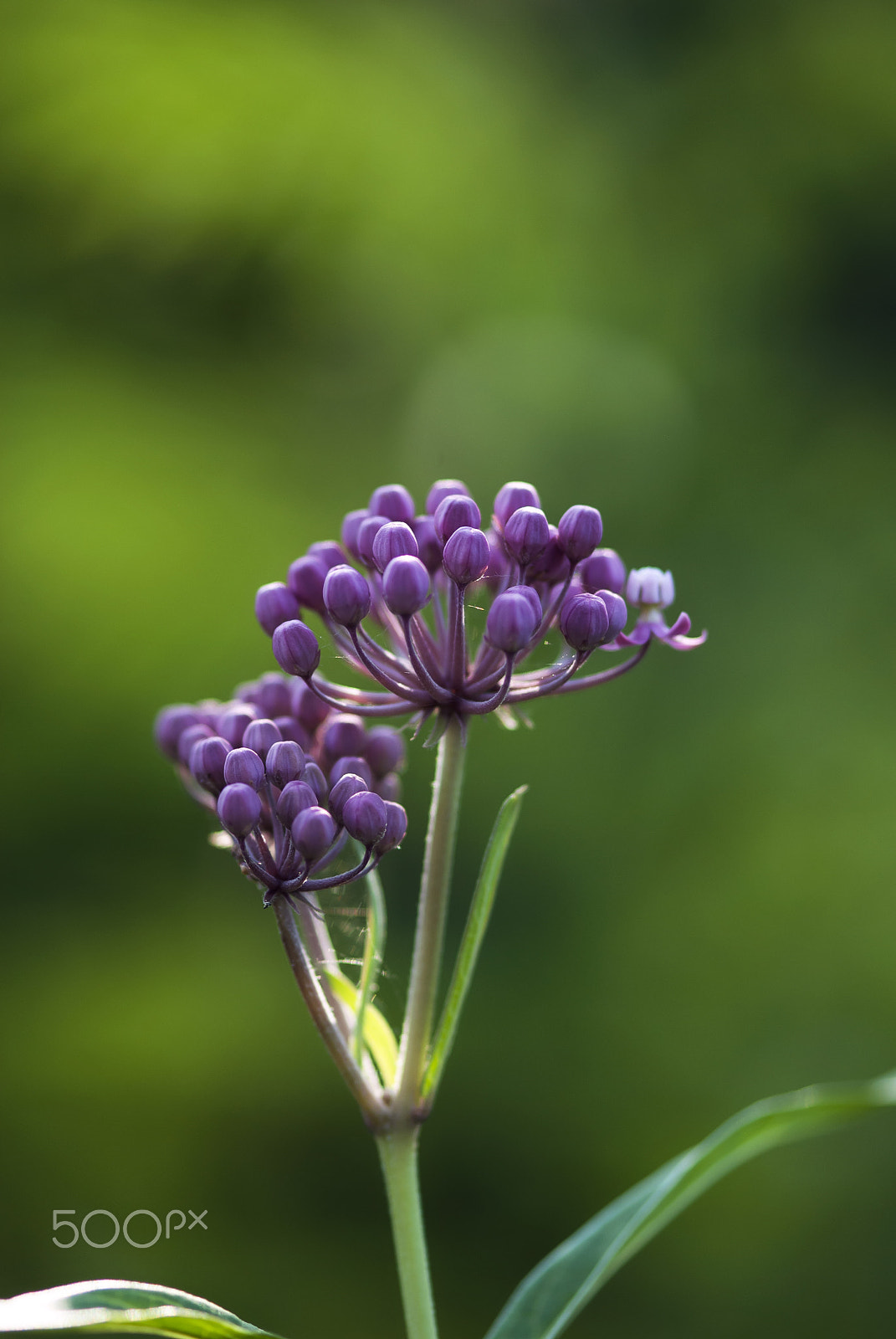 Nikon AF-S Micro-Nikkor 105mm F2.8G IF-ED VR sample photo. Purple flower buds photography