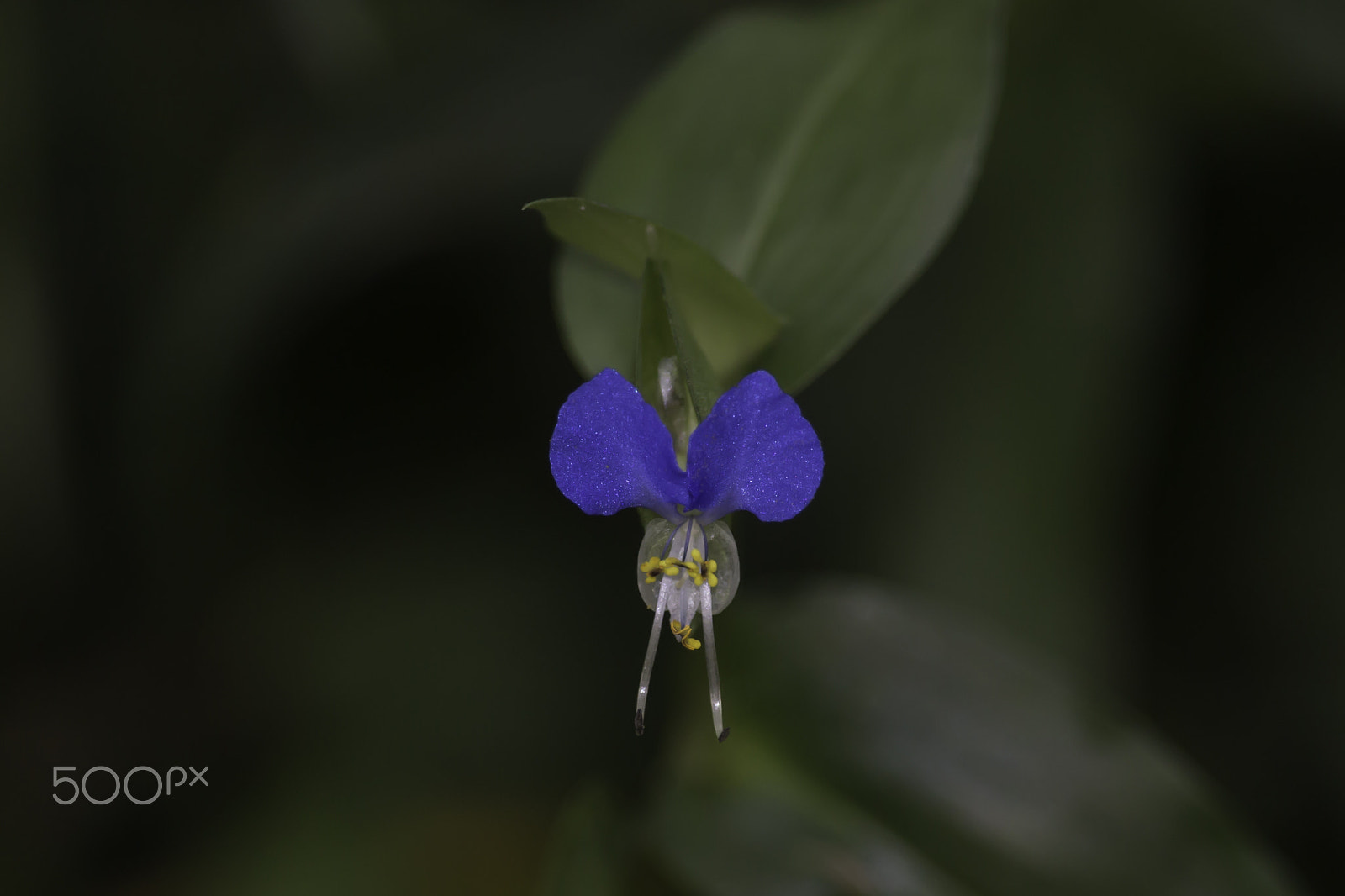 Canon EF-S 55-250mm F4-5.6 IS STM sample photo. Blue flower photography