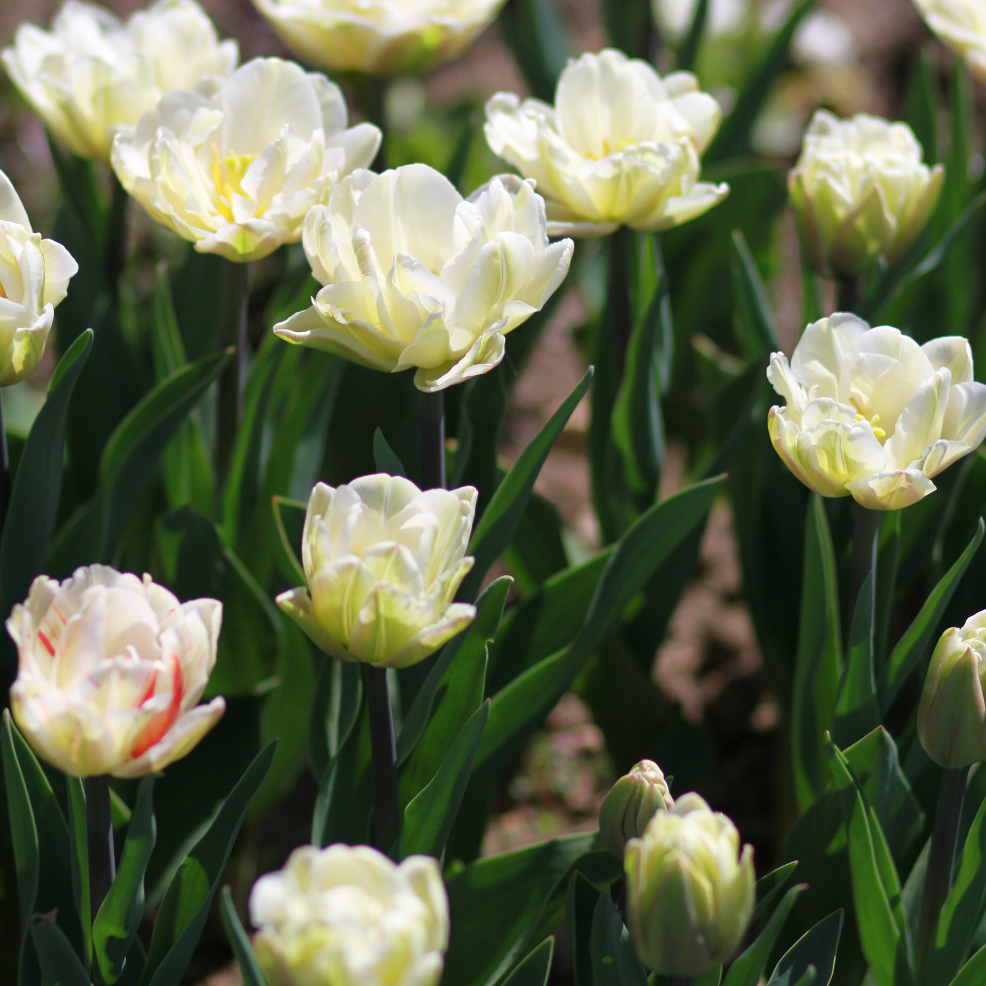 Canon EOS 7D + Canon EF 85mm F1.8 USM sample photo. K photography