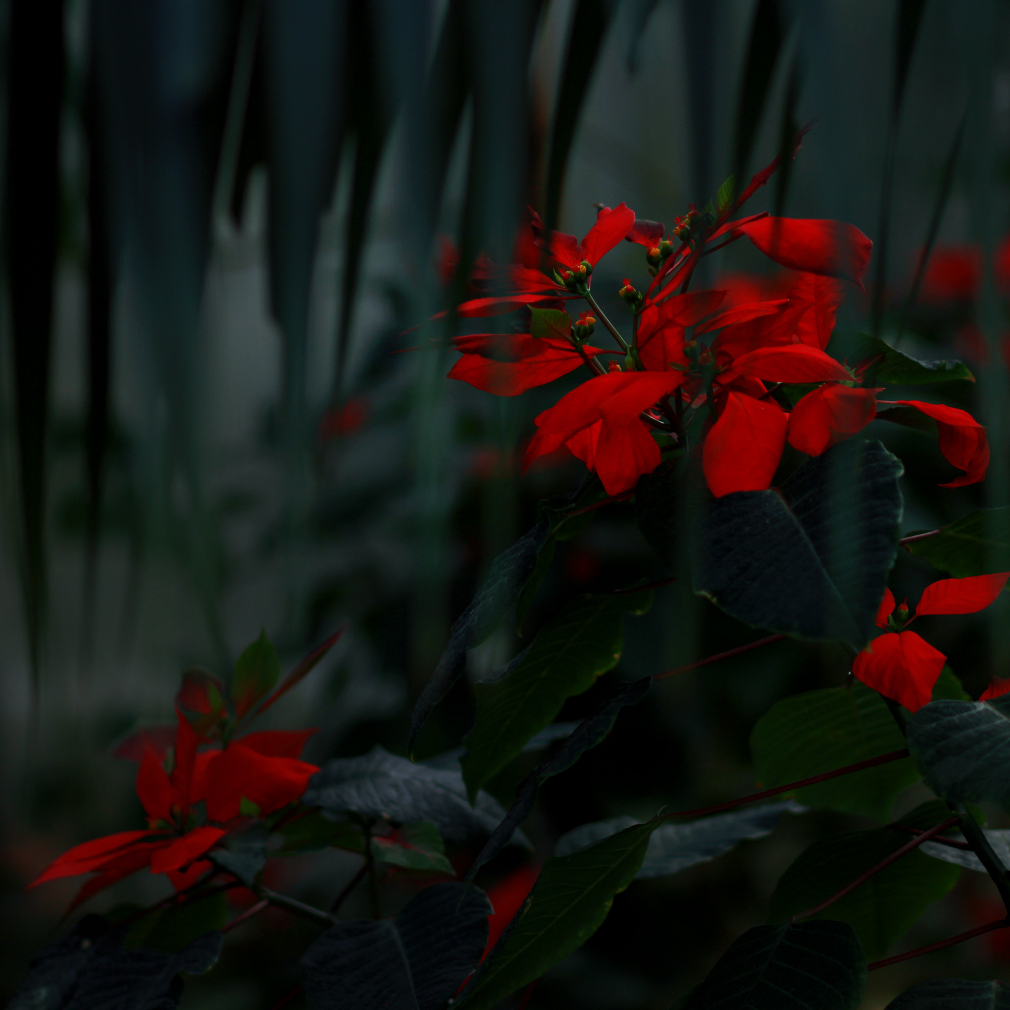 Canon EOS 7D + Canon EF 85mm F1.8 USM sample photo. R photography