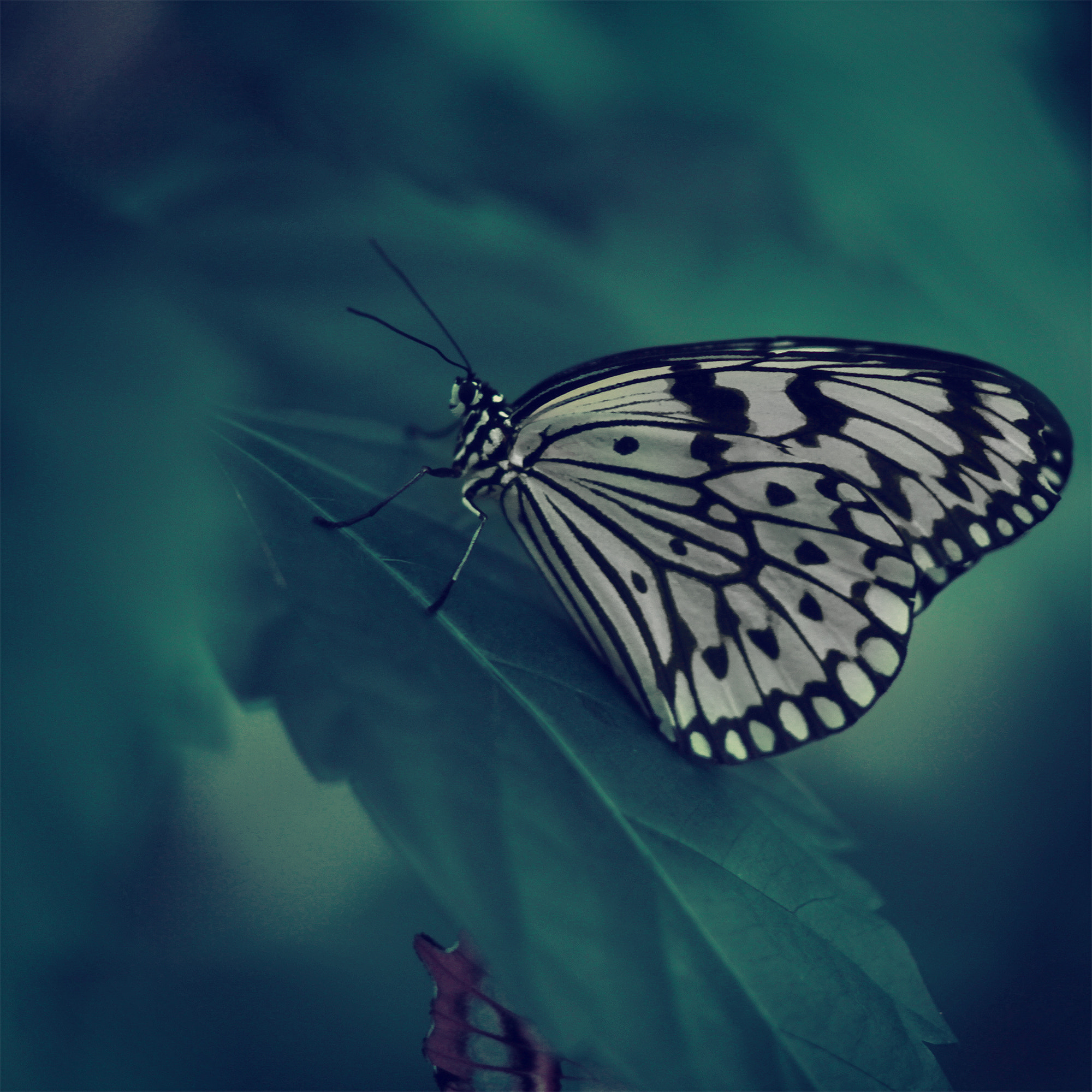Canon EOS 7D + Canon EF 85mm F1.8 USM sample photo. X photography