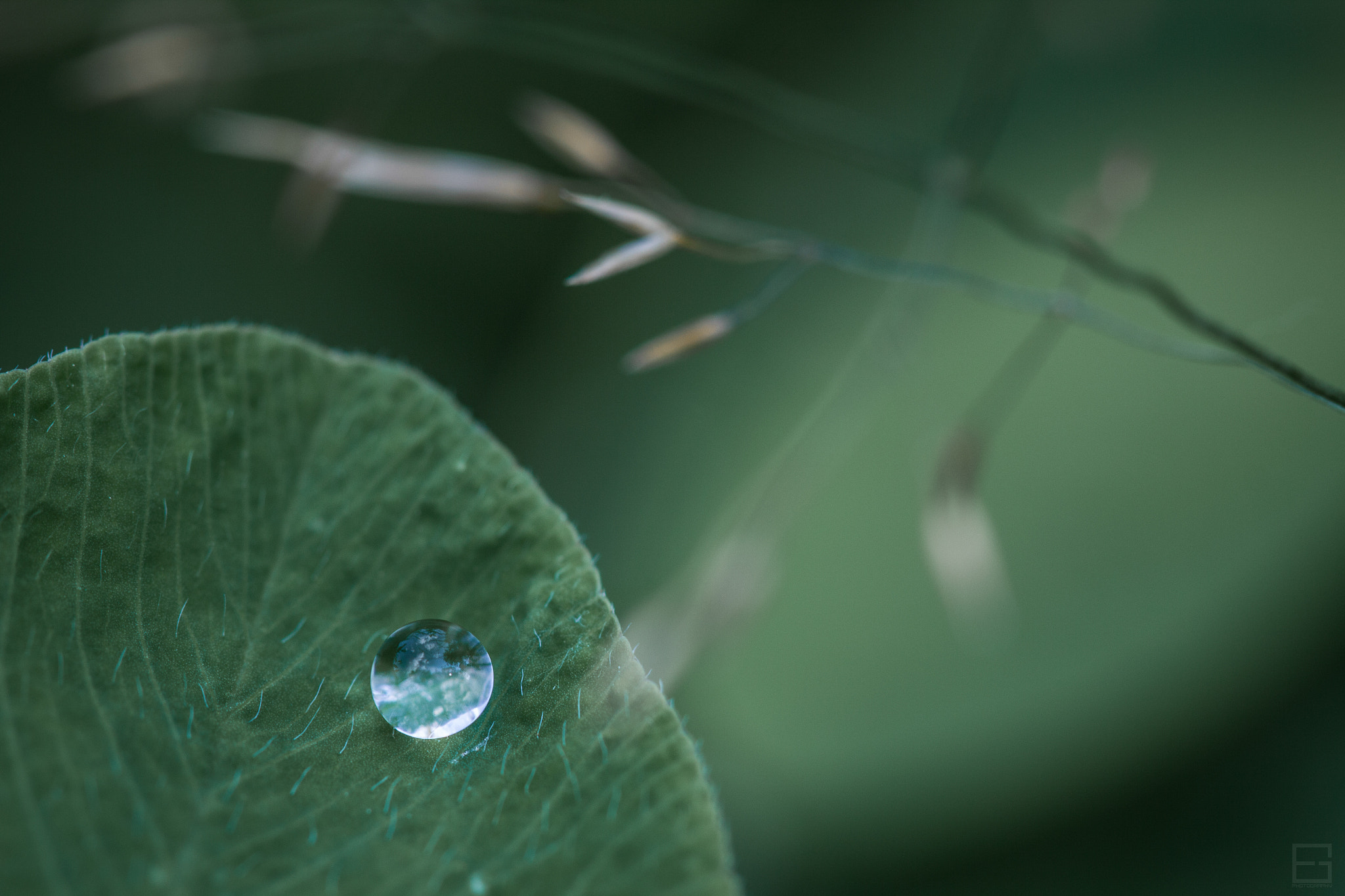Canon EF 100mm F2.8 Macro USM sample photo. Natural textures photography
