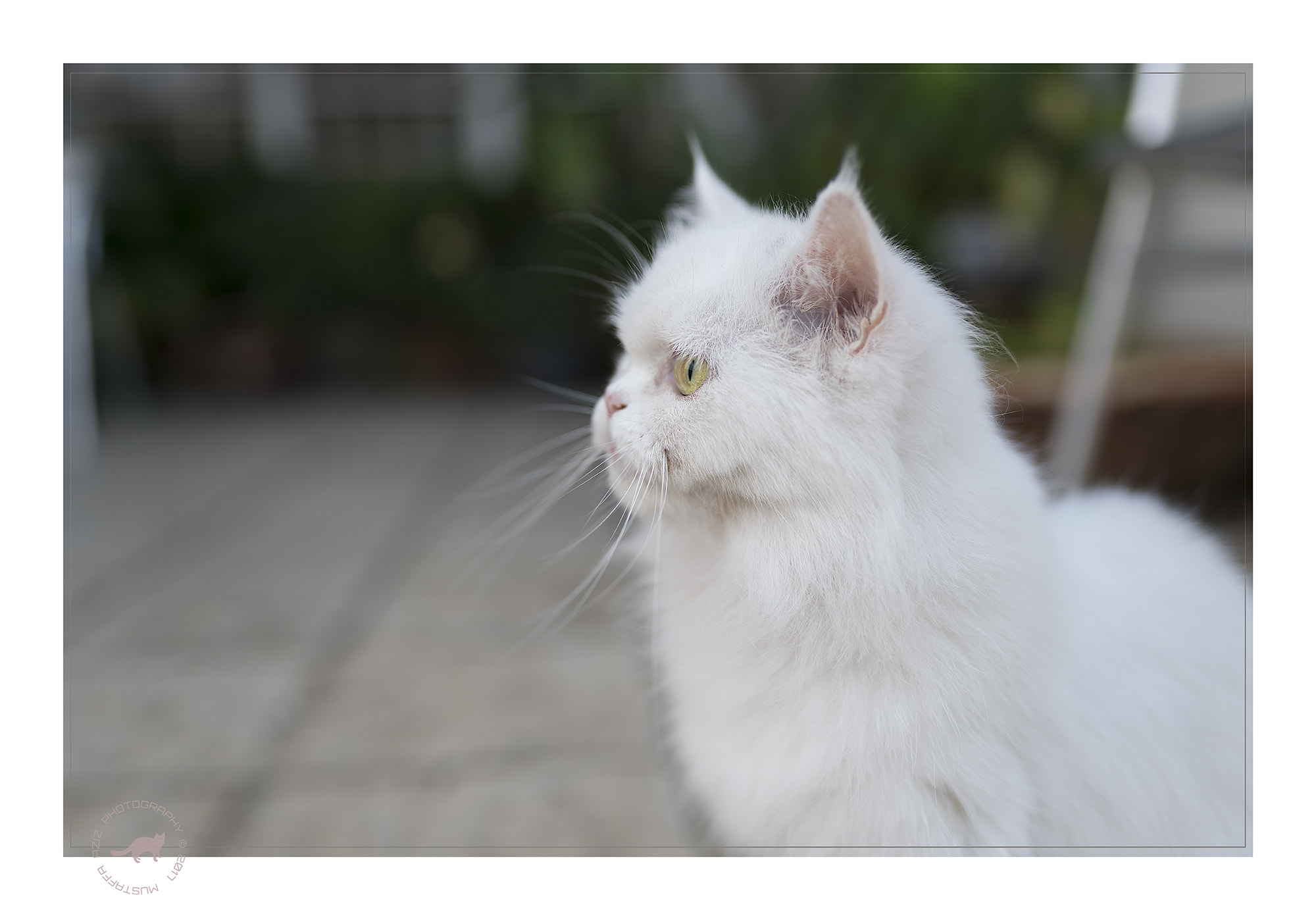 Sigma 35mm F1.4 DG HSM Art sample photo. Kapas photography