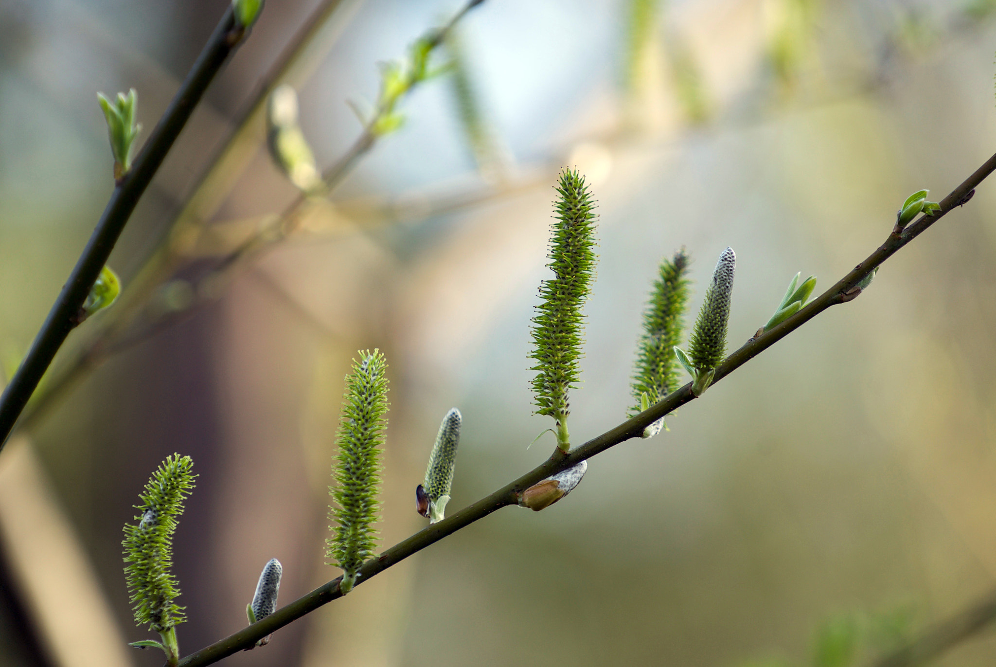Sony a7S II + Sony FE 70-200mm F4 G OSS sample photo. Mommy, why does everybody have a bomb photography