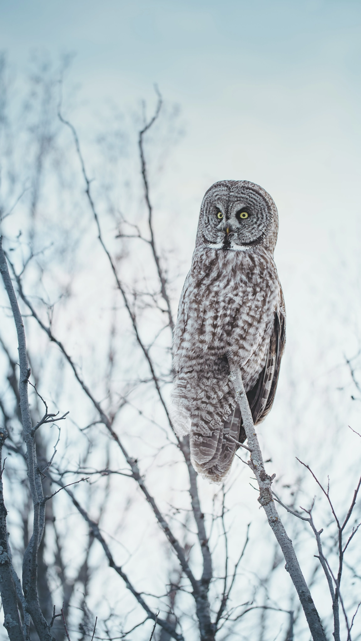 Sony a7R II + Canon EF 100mm F2.8L Macro IS USM sample photo. Owl photography