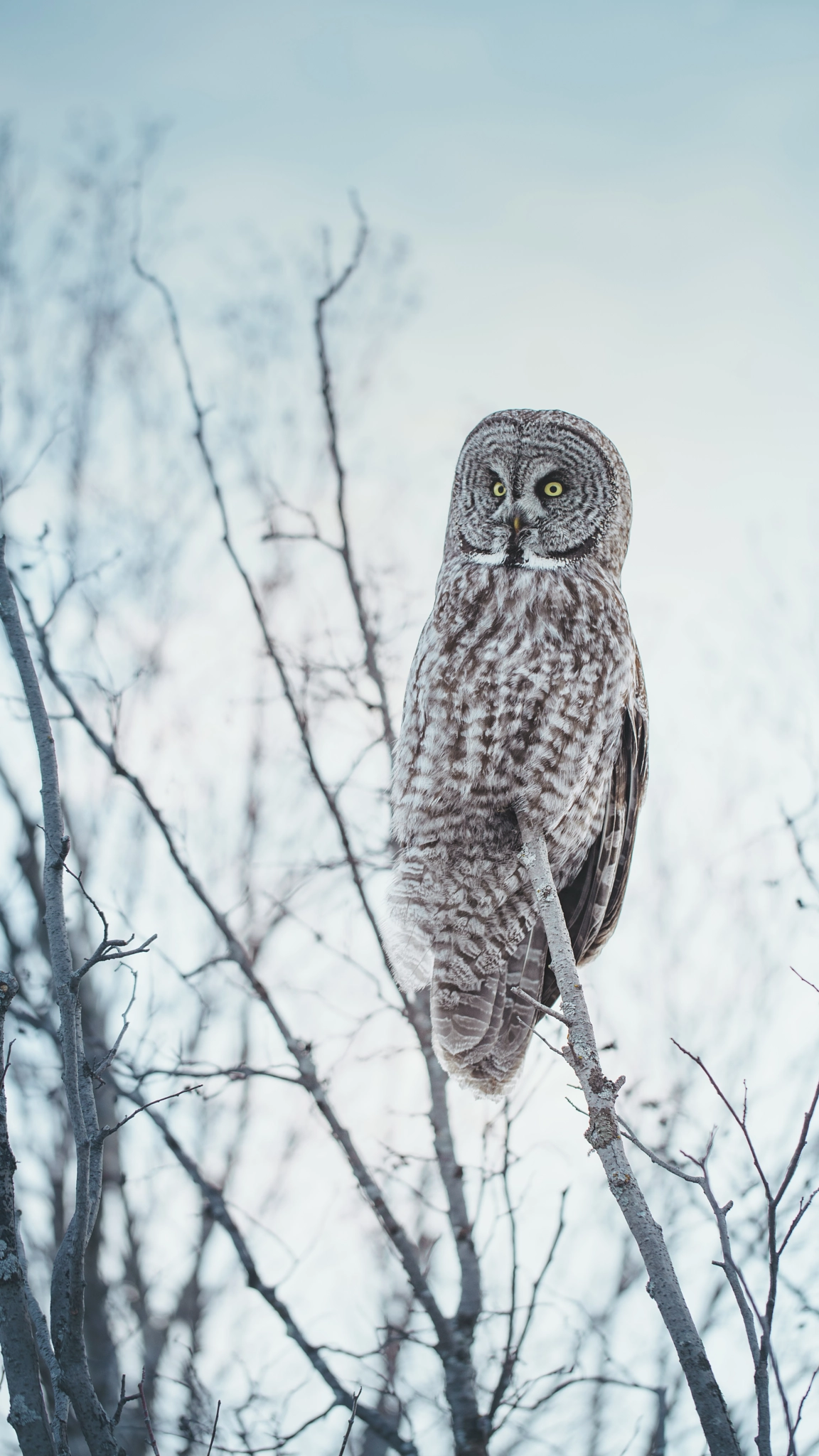 Canon EF 100mm F2.8L Macro IS USM sample photo. Owl photography