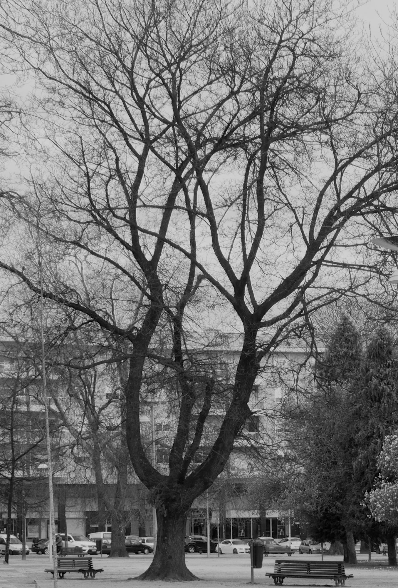 Sony Cyber-shot DSC-RX10 + 24-200mm F2.8 sample photo. Winter trees (4) photography