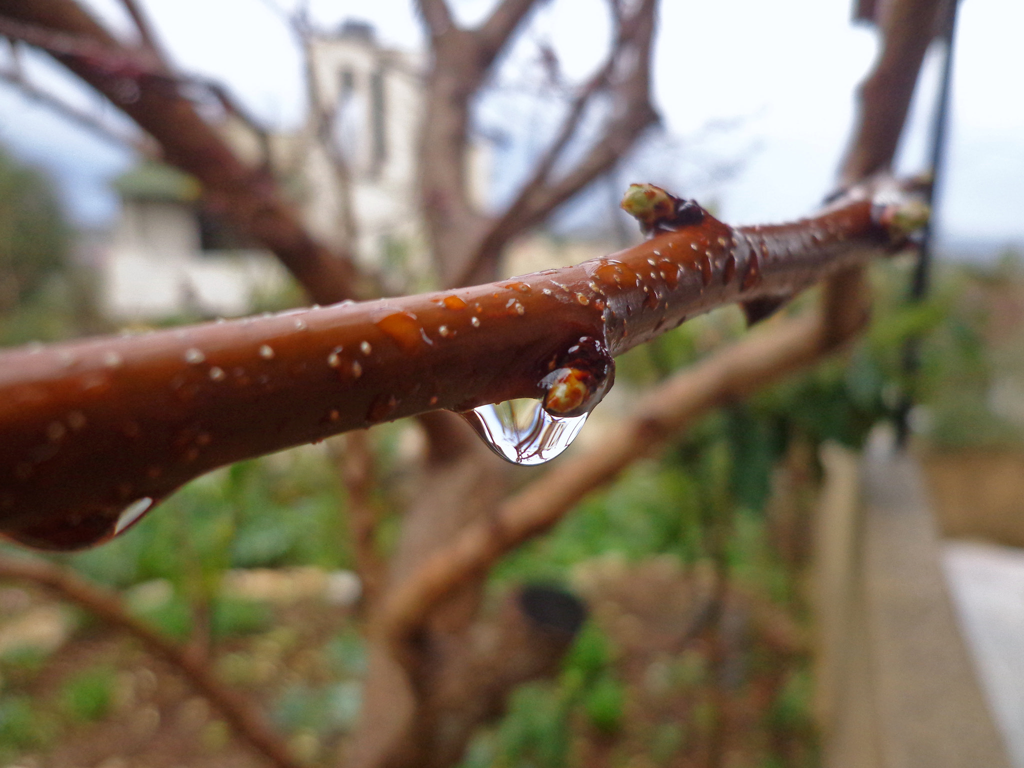 Sony DSC-W630 sample photo. Raindrops photography