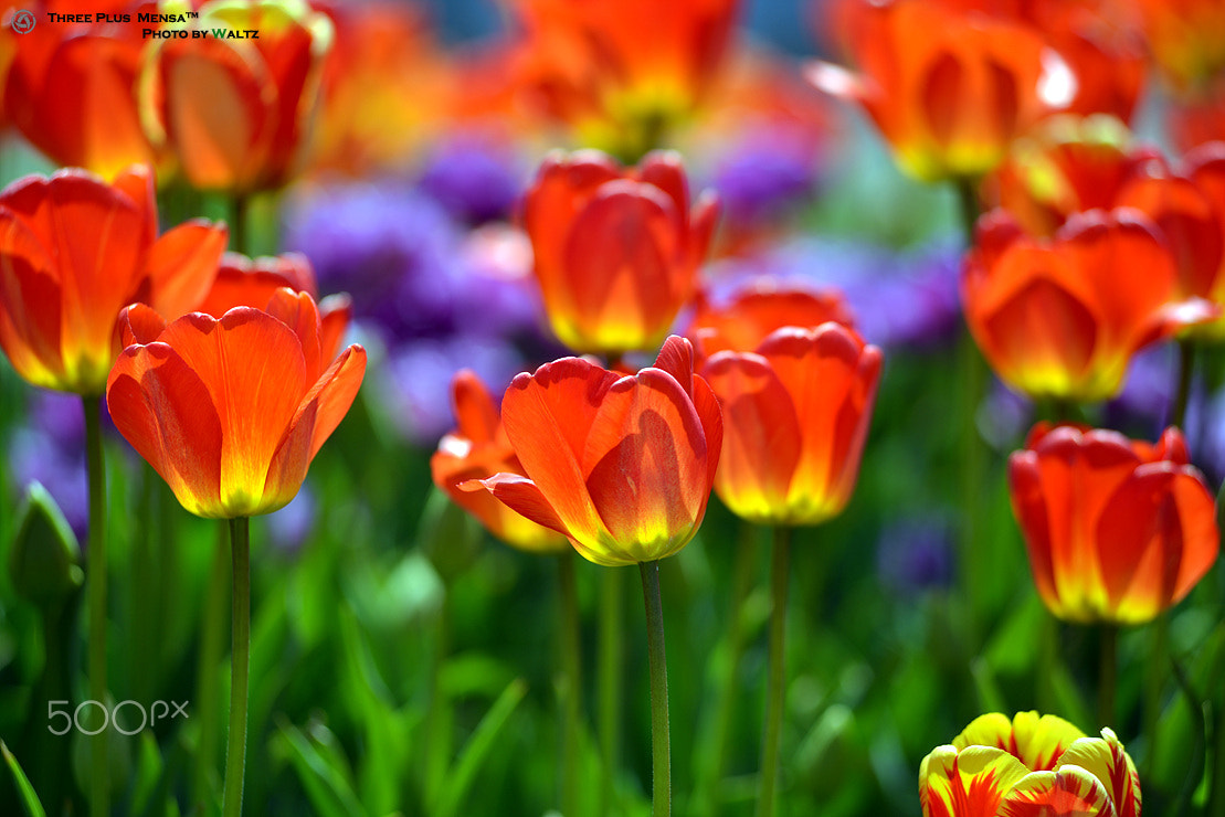 Nikon AF-Nikkor 80-200mm F2.8D ED sample photo. Tulip photography