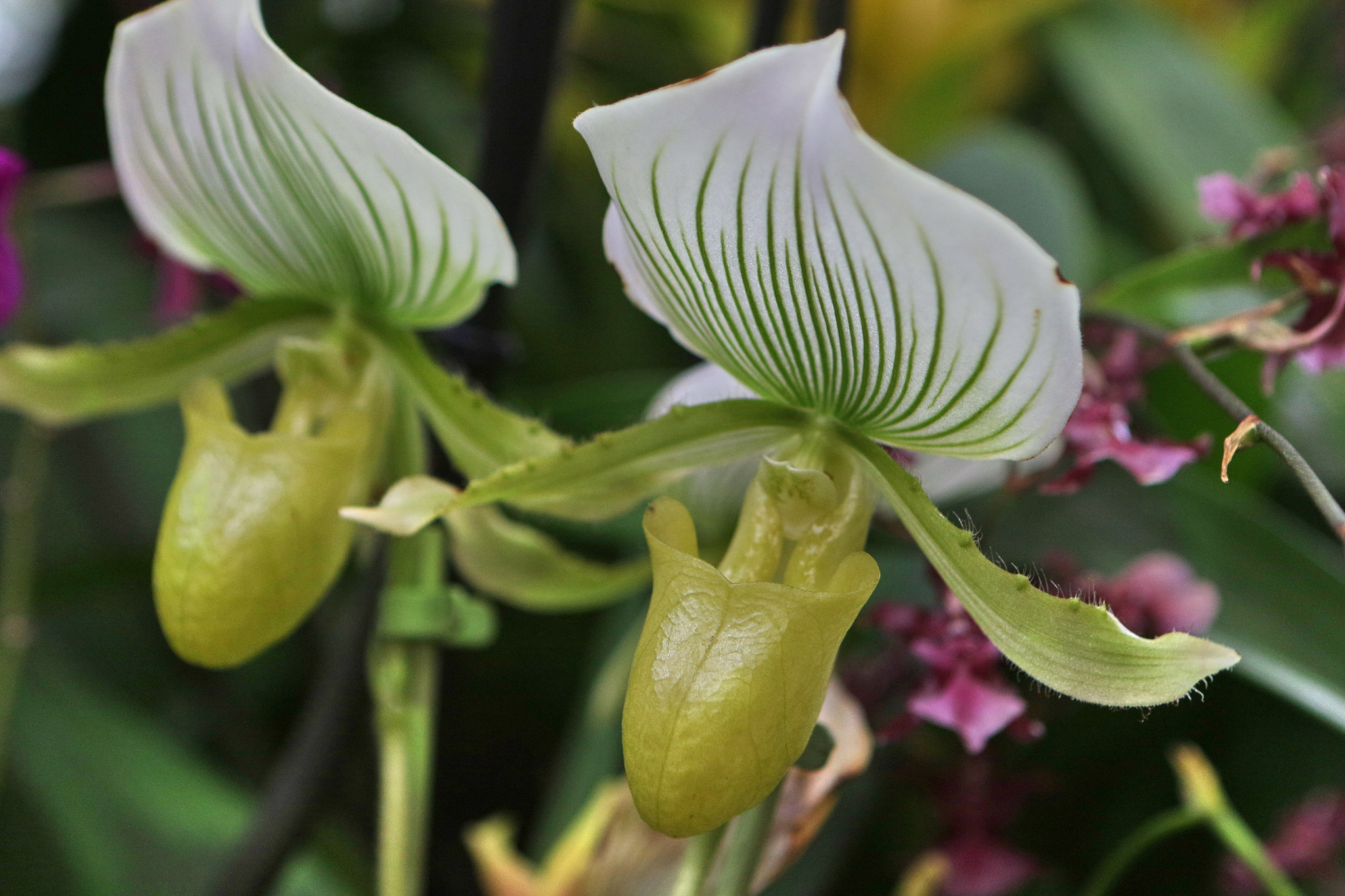 Canon EF 24-70mm F2.8L USM sample photo. A series of orchids photography