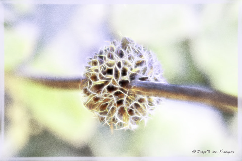 Canon EF 100mm F2.8 Macro USM sample photo. The art of frozen seeds photography