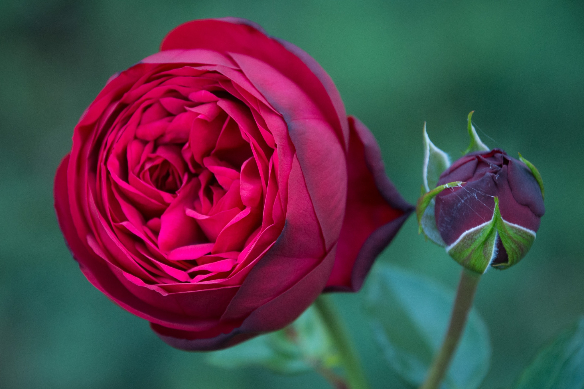 Nikon D7100 sample photo. I never promised you a rose garden... intro photography
