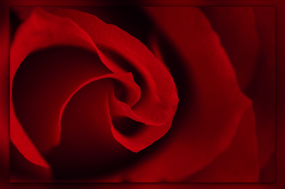 Sigma 150mm F2.8 EX DG OS Macro HSM sample photo. The rose photography