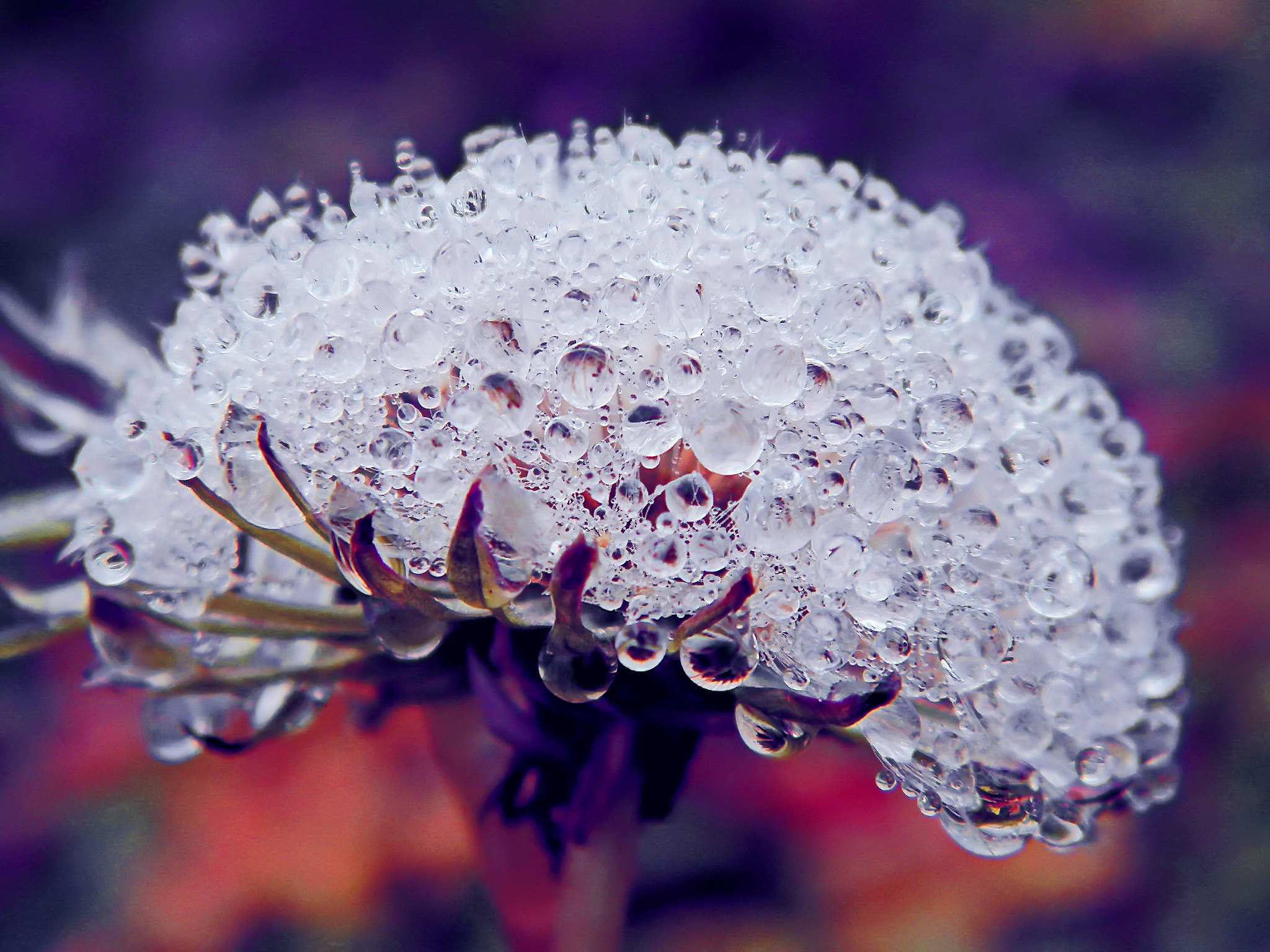 Olympus SP-620UZ sample photo. Dandelion after rain 2 photography