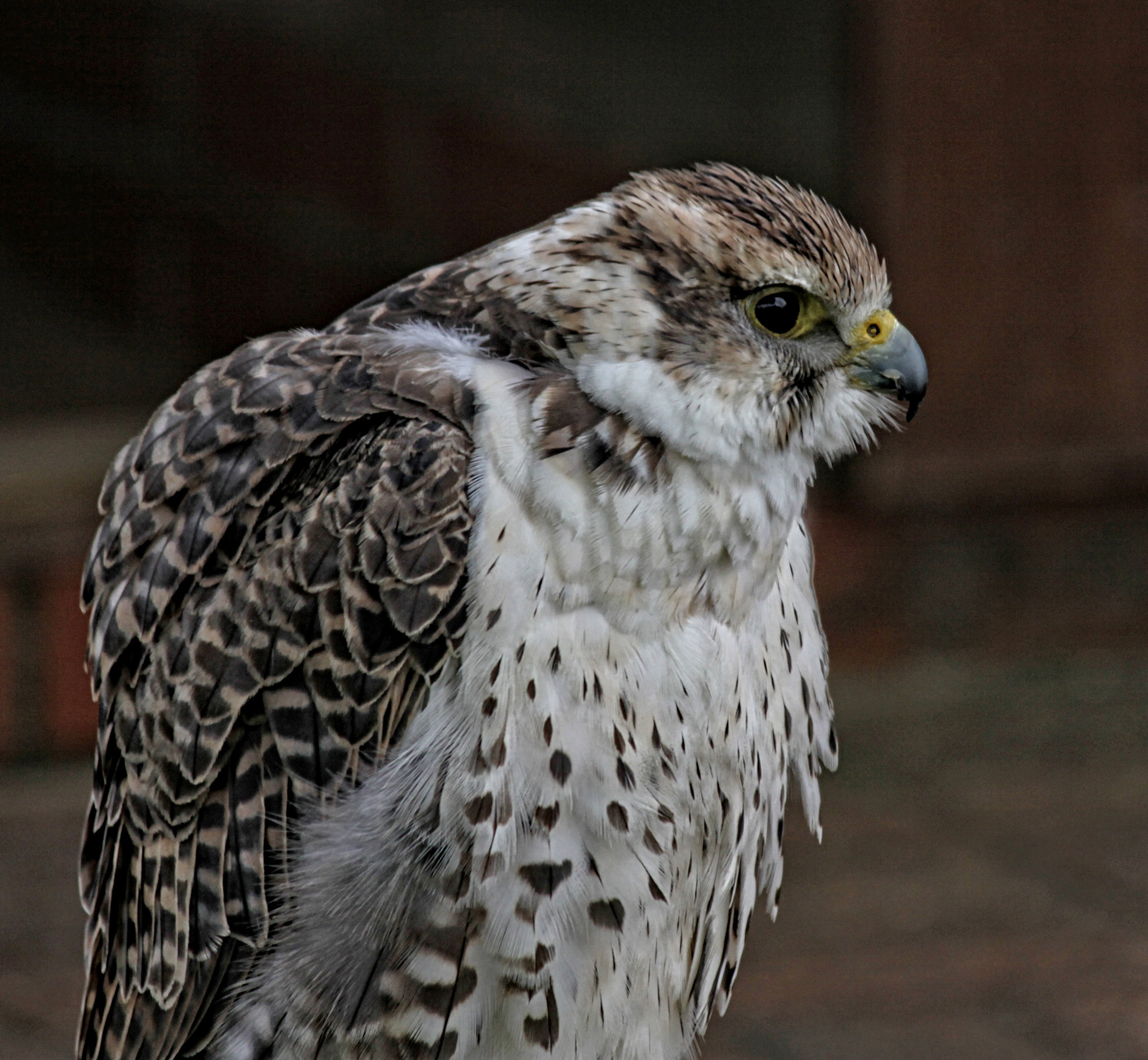 Canon EF-S 55-250mm F4-5.6 IS sample photo. Rf 25 r photography