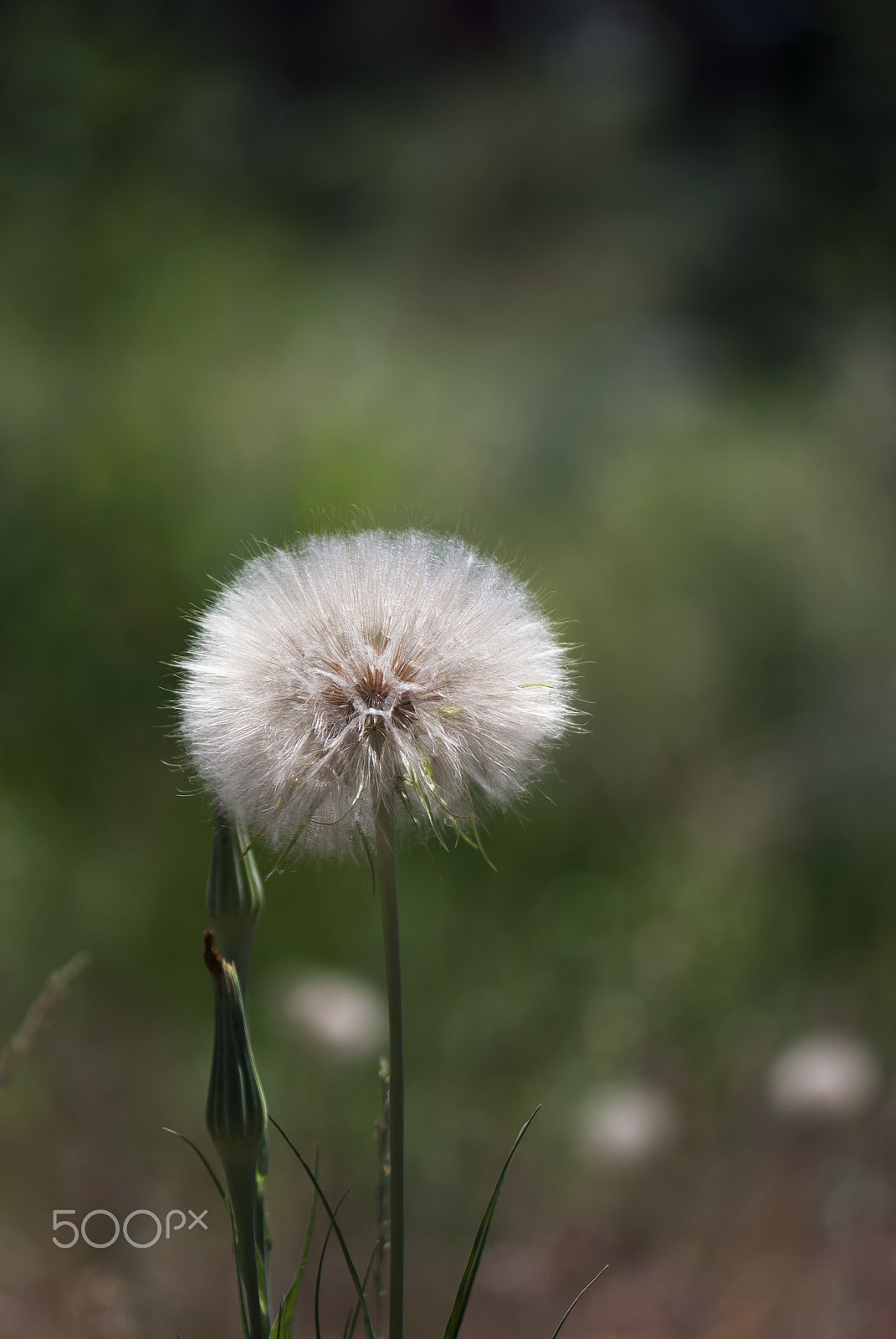Nikon AF-S Micro-Nikkor 105mm F2.8G IF-ED VR sample photo. Salsify seed head photography
