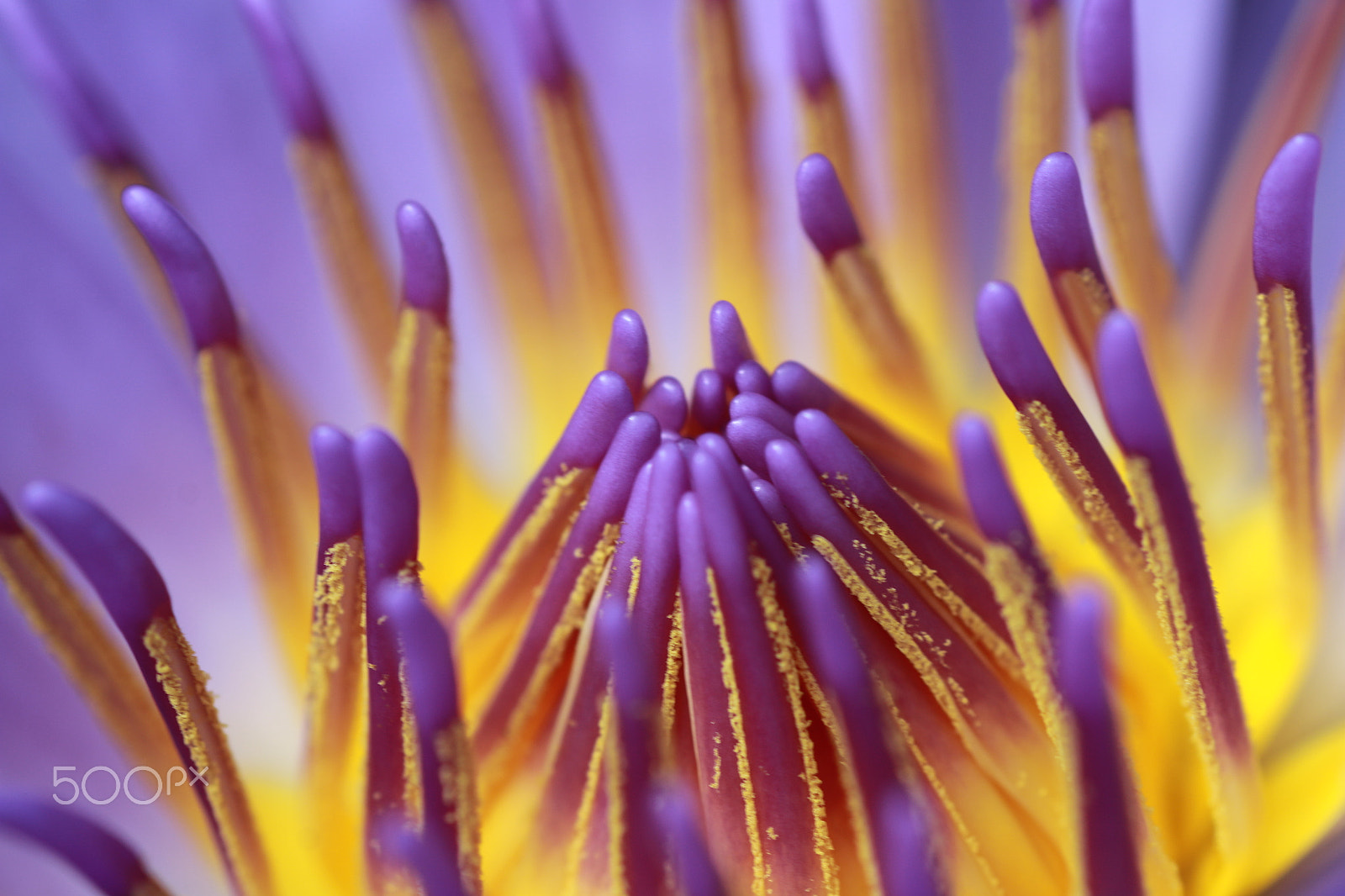 Canon EOS 70D + Tamron SP AF 90mm F2.8 Di Macro sample photo. Water lily photography