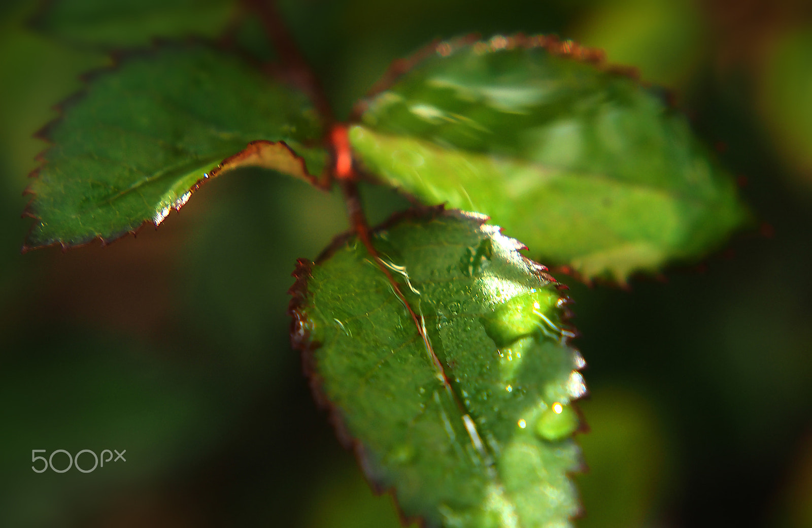 Olympus OM-D E-M10 + Sigma 60mm F2.8 DN Art sample photo. Freshness photography