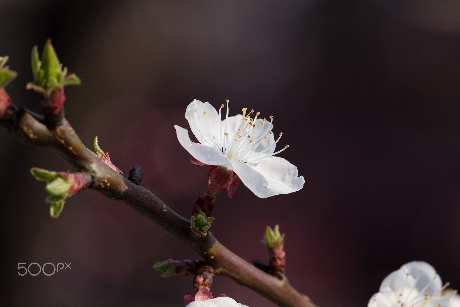 Canon EOS 100D (EOS Rebel SL1 / EOS Kiss X7) + Canon EF-S 55-250mm F4-5.6 IS STM sample photo. Apricot blossoms photography