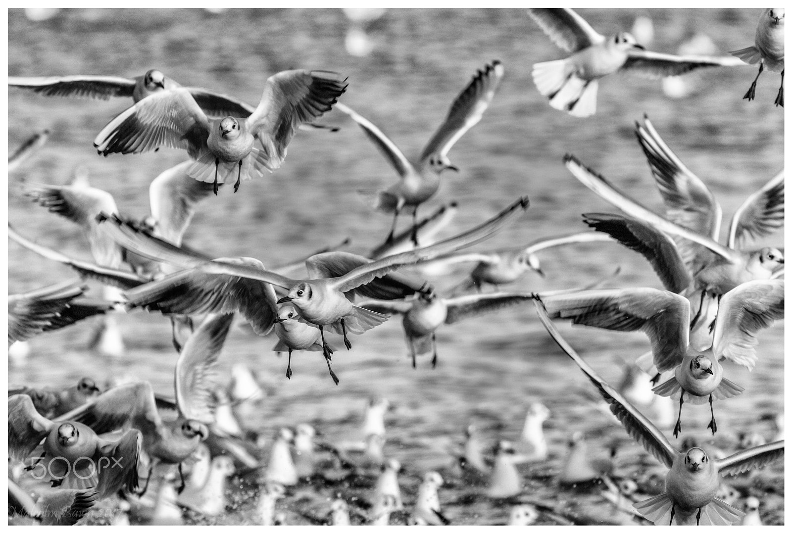 Canon EF 70-300mm F4-5.6L IS USM sample photo. Gulls photography