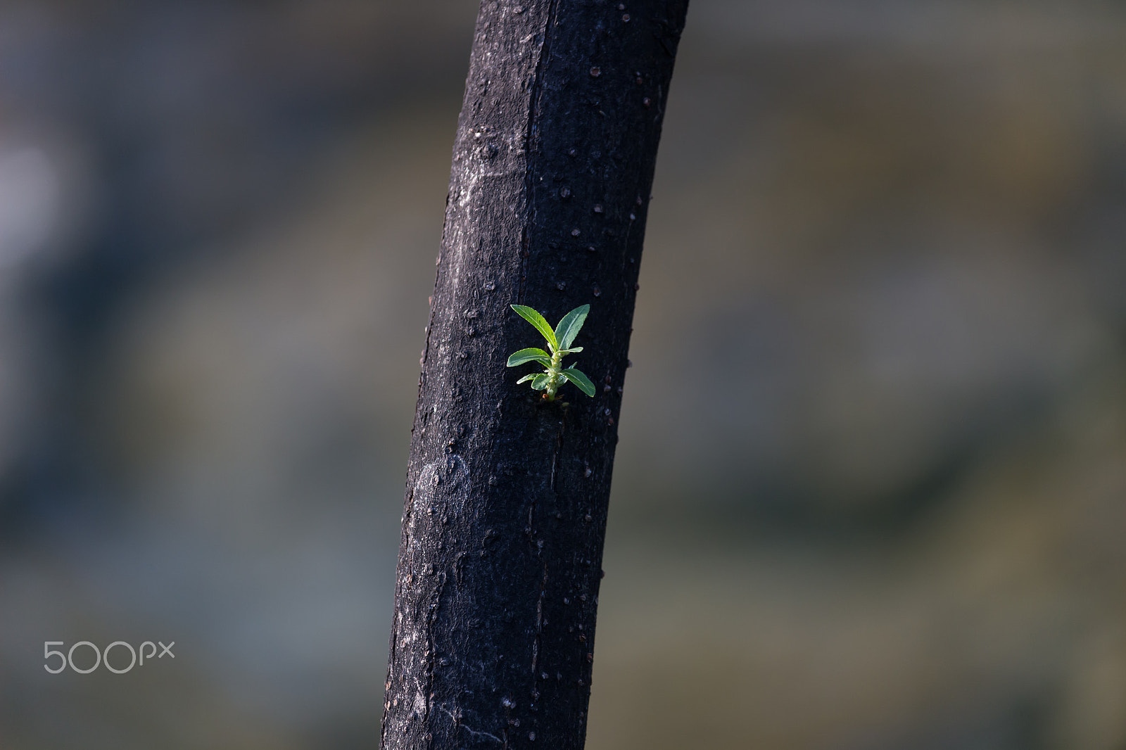 Canon EF-S 55-250mm F4-5.6 IS STM sample photo. Spring photography