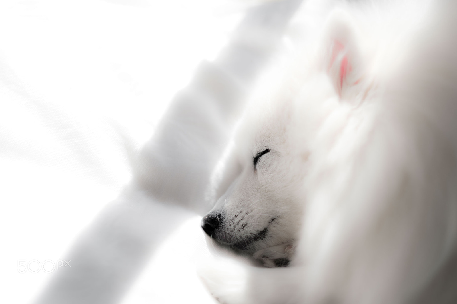 Fujifilm X-Pro2 + Fujifilm XF 56mm F1.2 R sample photo. Spring nap photography