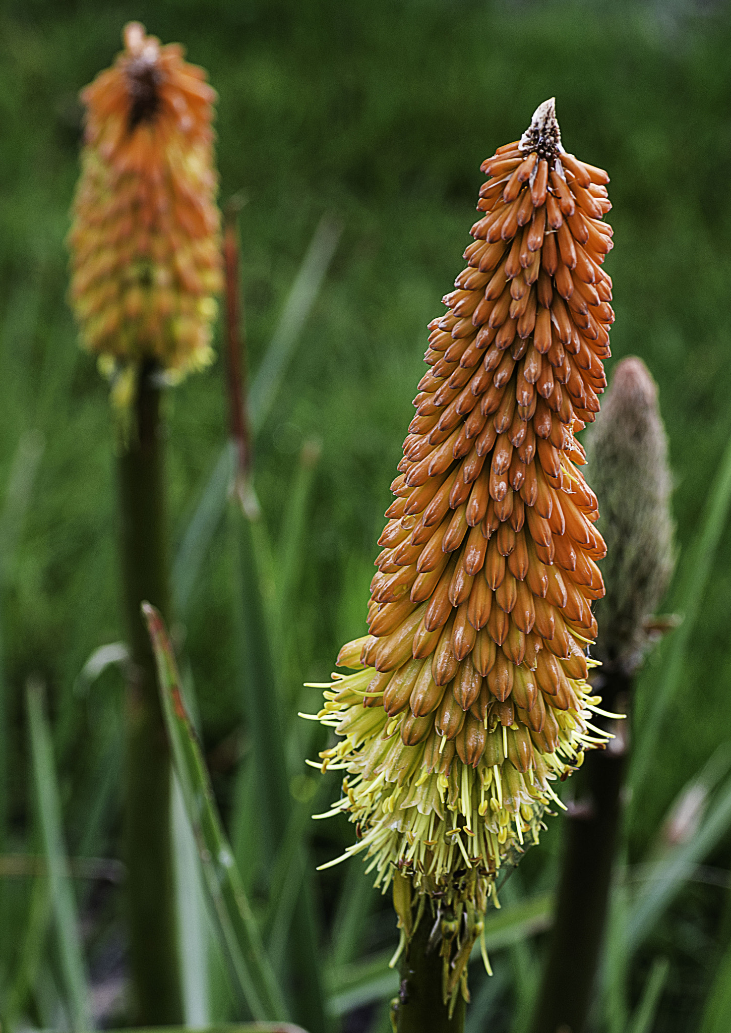 Pentax K-5 II + Sigma sample photo. Kniphofia photography