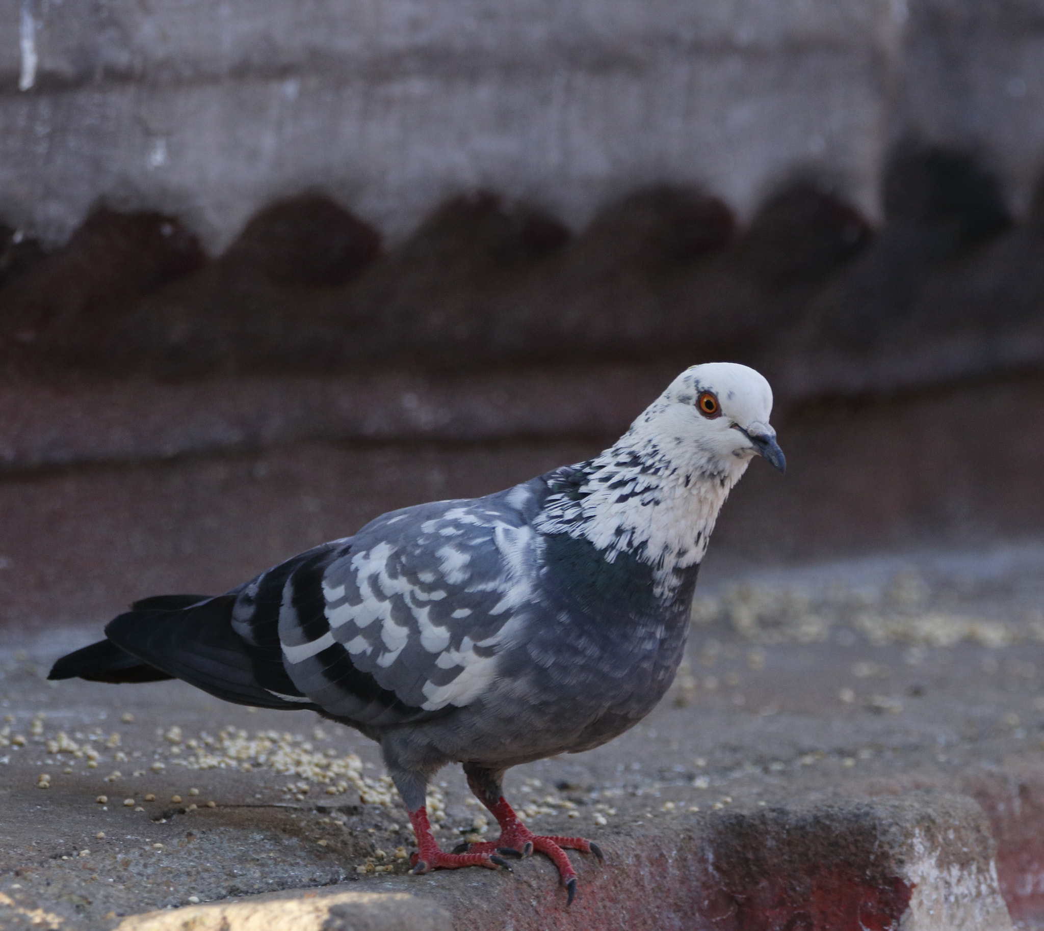 Sigma 150-600mm F5-6.3 DG OS HSM | C sample photo. Lovely dove! photography
