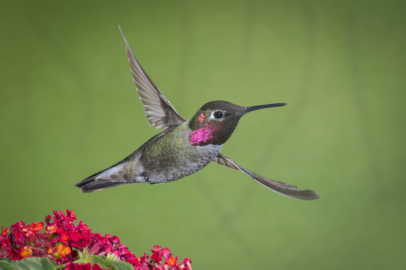 Nikon D500 sample photo. Anna's hummingbird photography