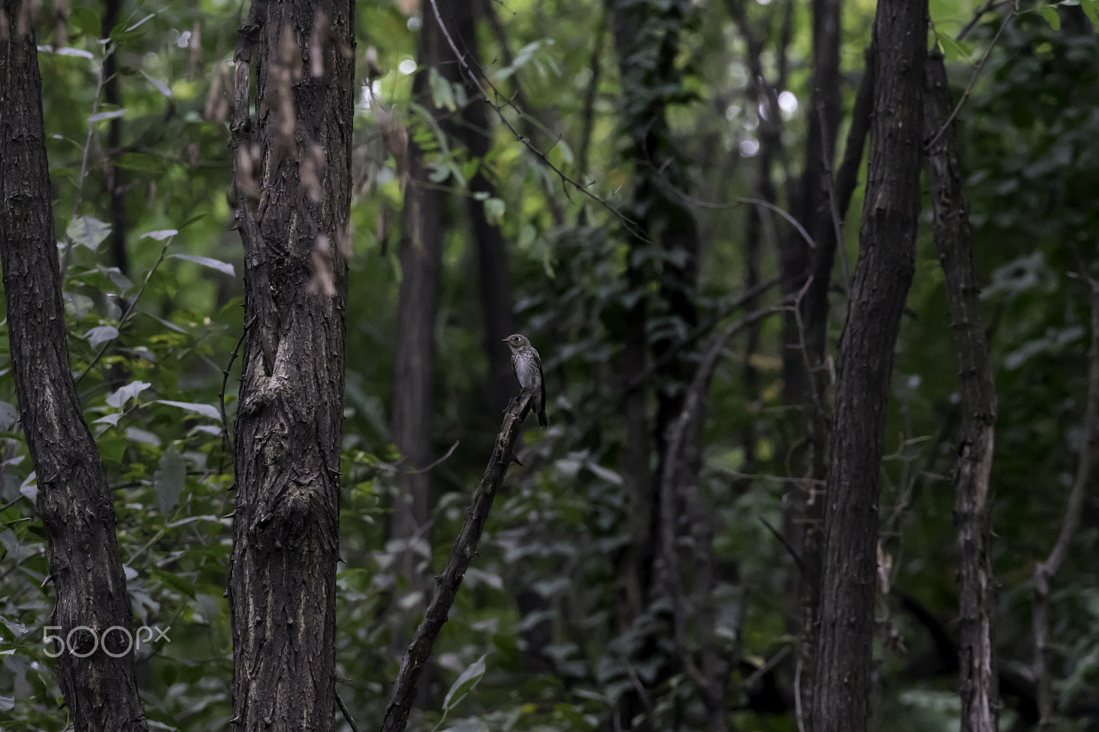 Sony a7 II + Sony FE 70-300mm F4.5-5.6 G OSS sample photo. Bird of forest photography
