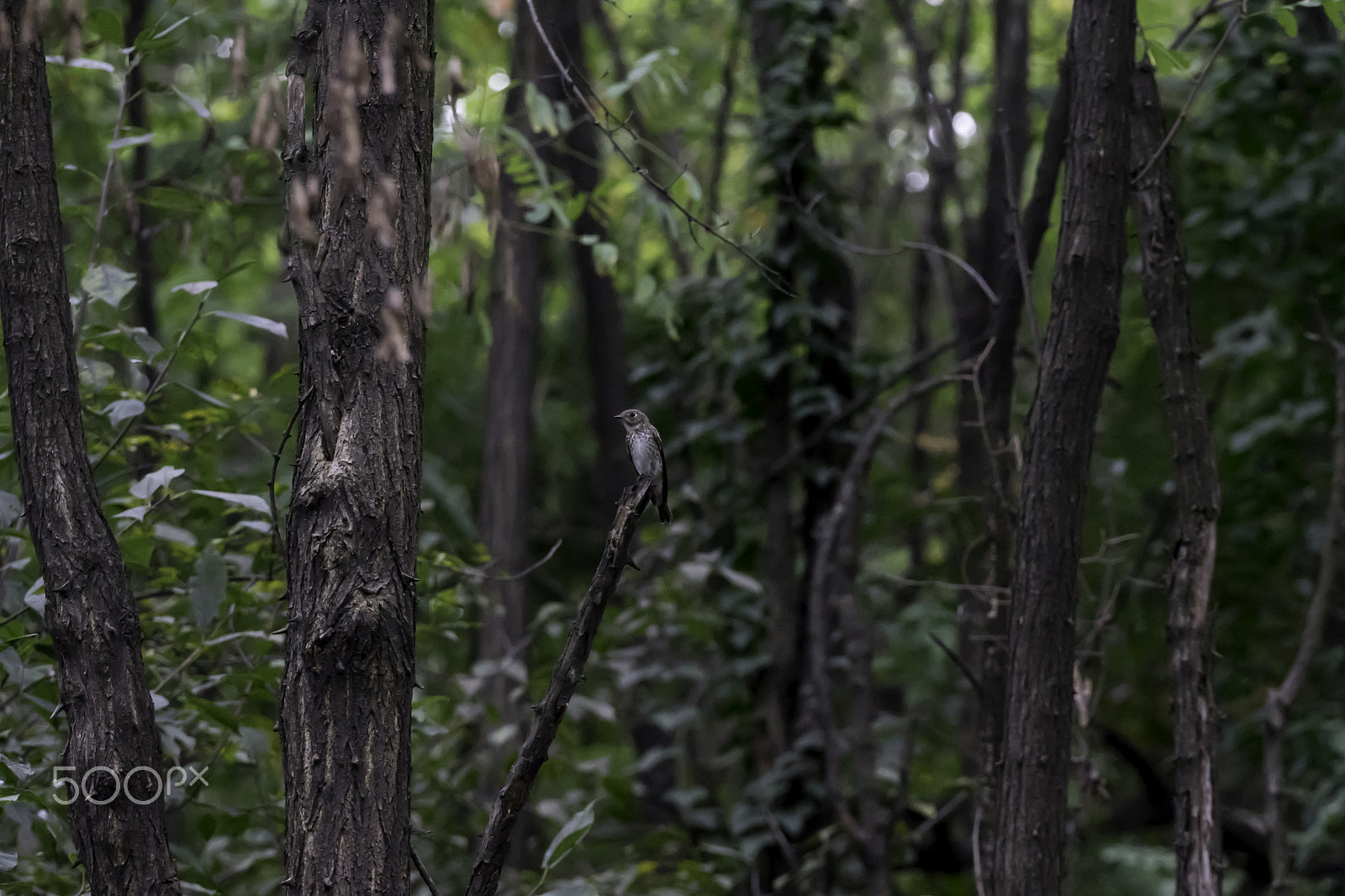 Sony FE 70-300mm F4.5-5.6 G OSS sample photo. Bird of forest photography