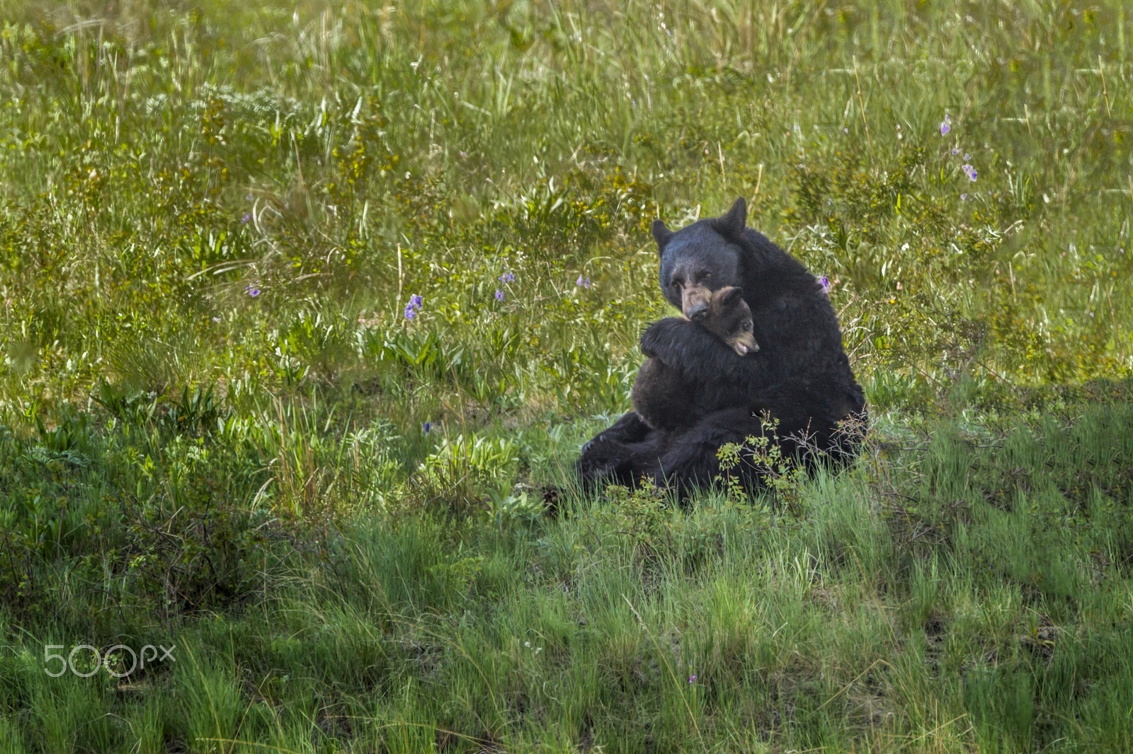 Canon EF 500mm F4L IS USM sample photo. Motherly love photography