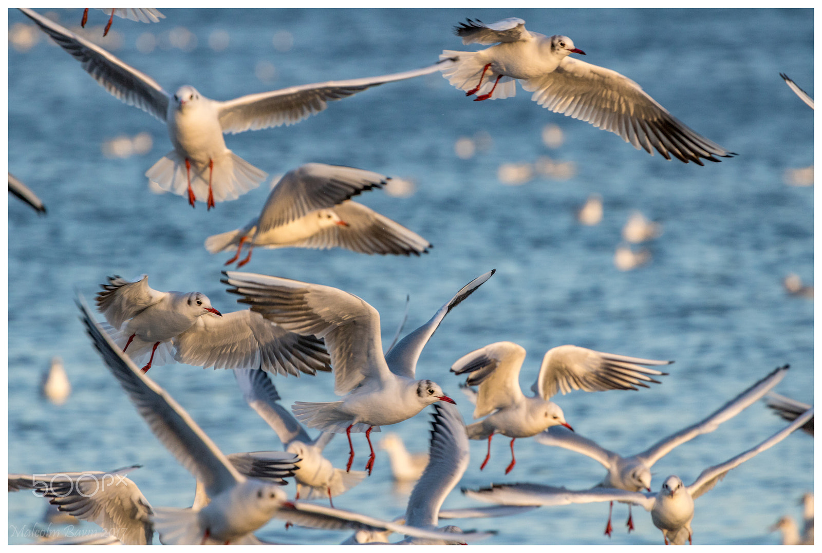 Canon EOS 760D (EOS Rebel T6s / EOS 8000D) + Canon EF 70-300mm F4-5.6L IS USM sample photo. More gulls photography