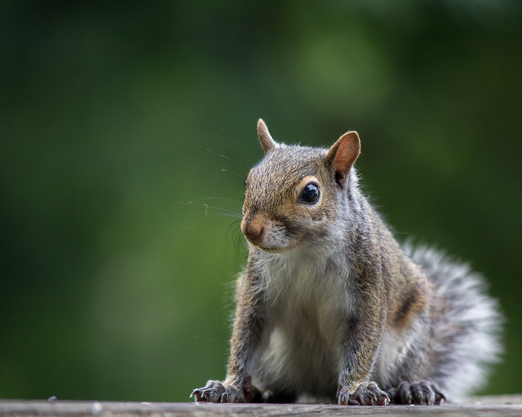 Canon EF-S 55-250mm F4-5.6 IS sample photo. Squirrel1 photography