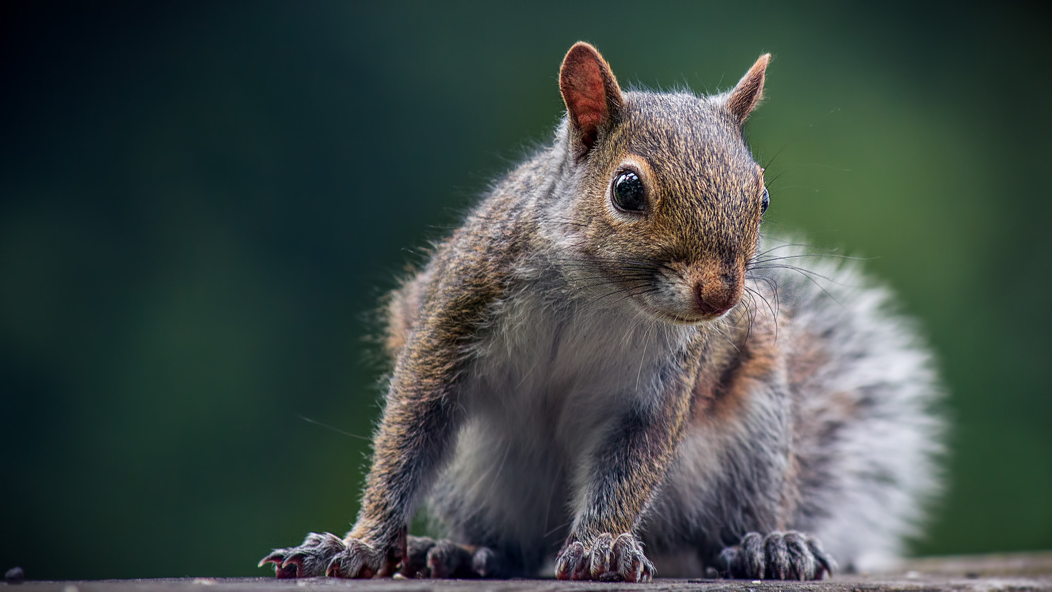 Canon EF-S 55-250mm F4-5.6 IS sample photo. Squirrel 2 photography