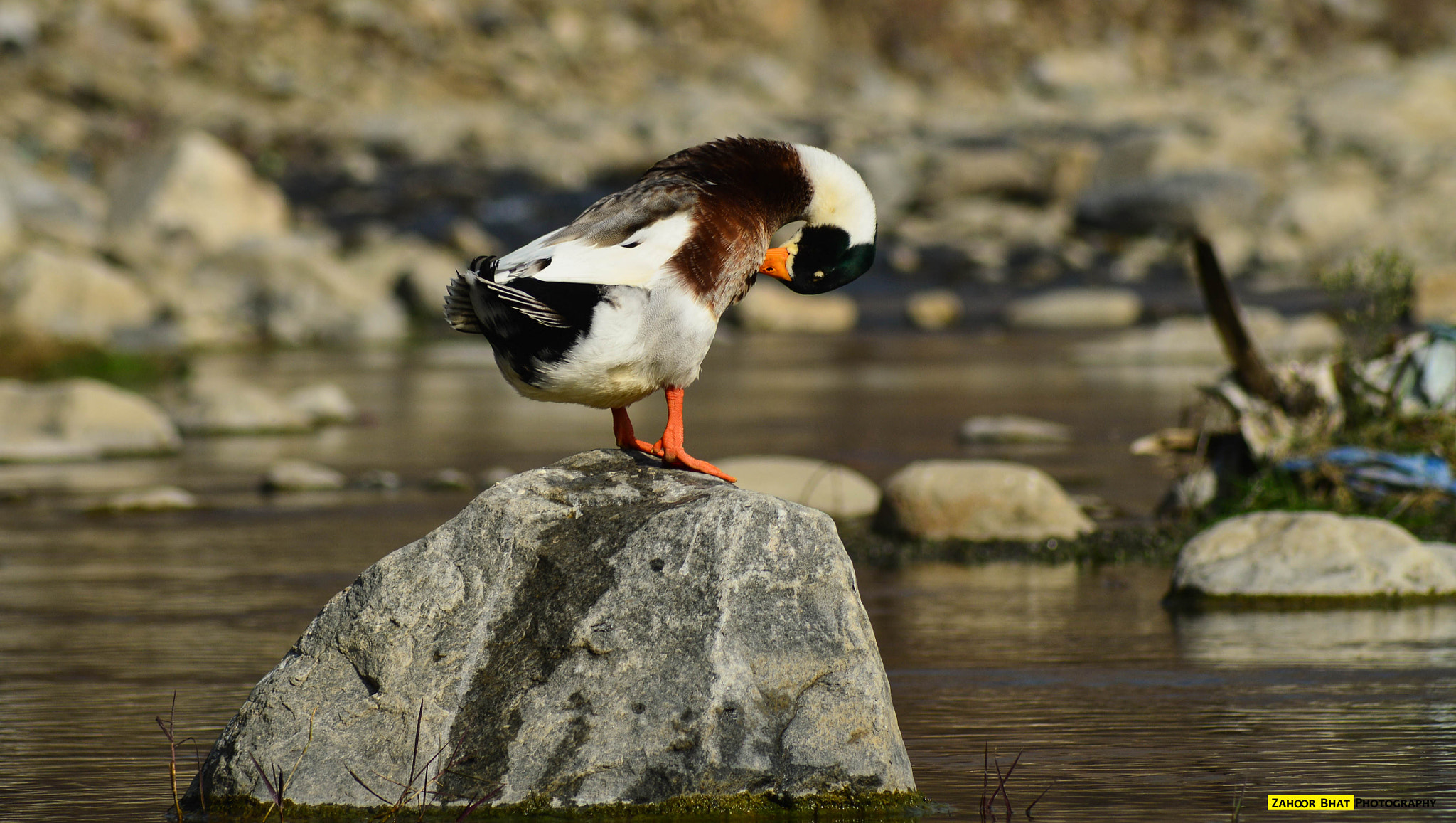 Nikon D3200 sample photo. Duck photography
