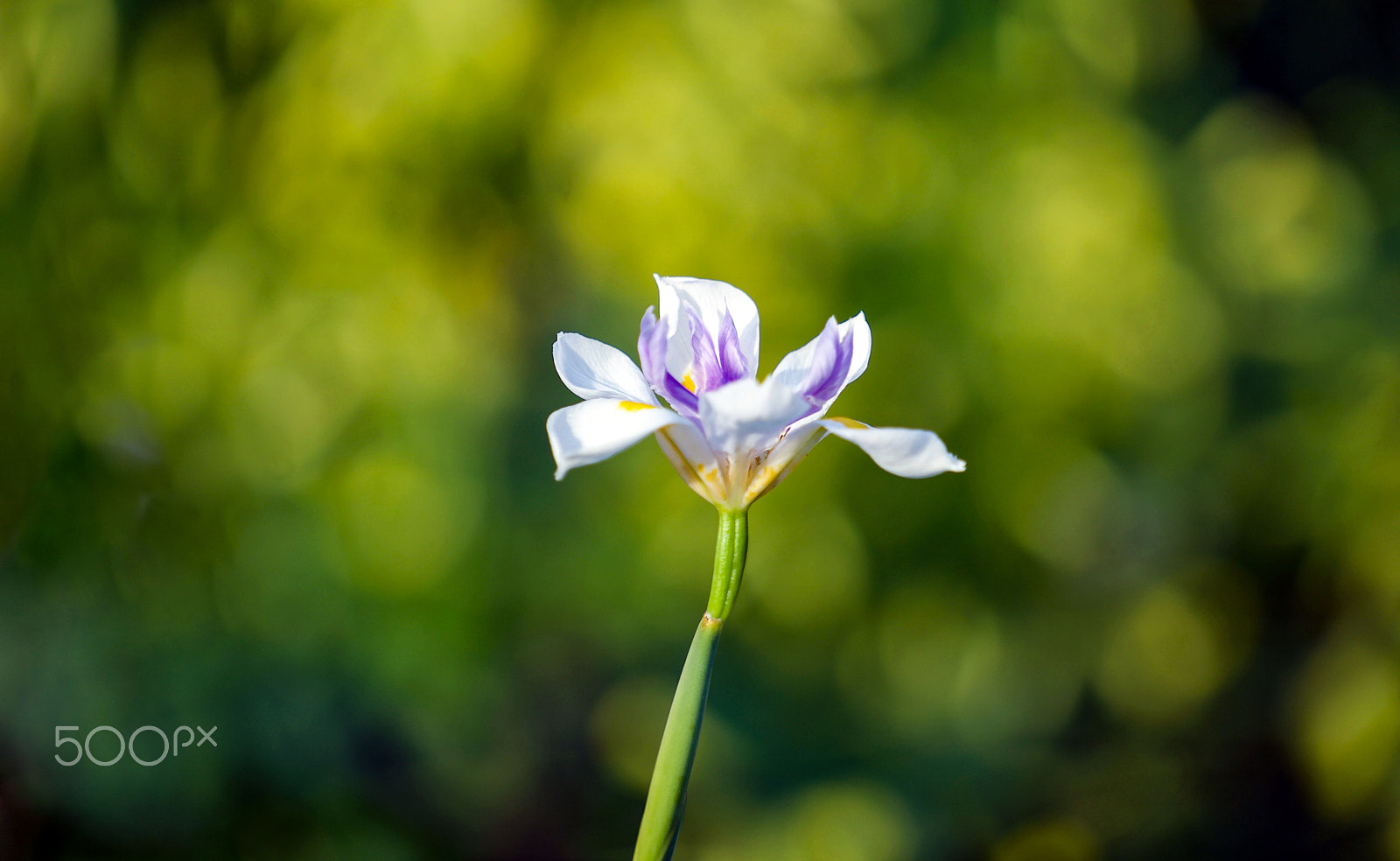 Sony a7S II + Sony FE 70-200mm F4 G OSS sample photo. I'm the one that needs her help photography