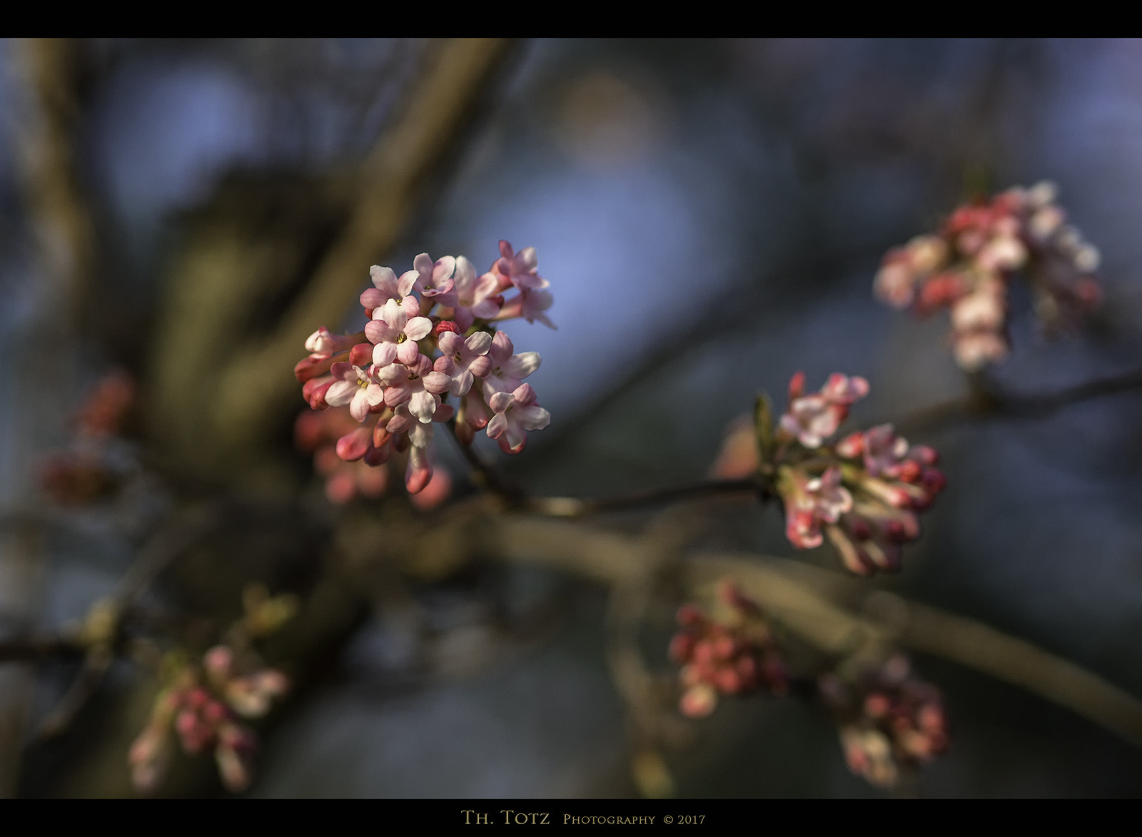 Olympus M.Zuiko Digital 45mm F1.8 sample photo. First spring blossoms photography