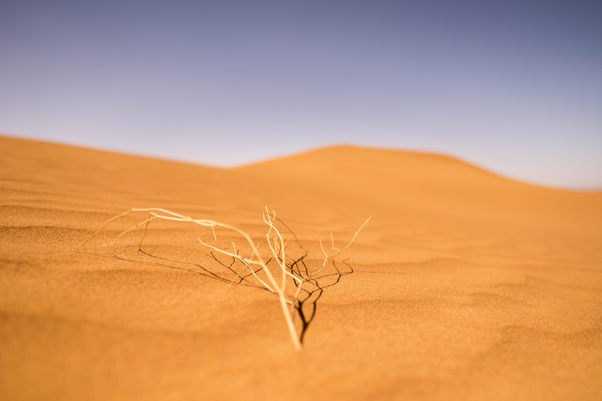 Nikon D810 + Nikon AF-S Nikkor 20mm F1.8G ED sample photo. Dune photography