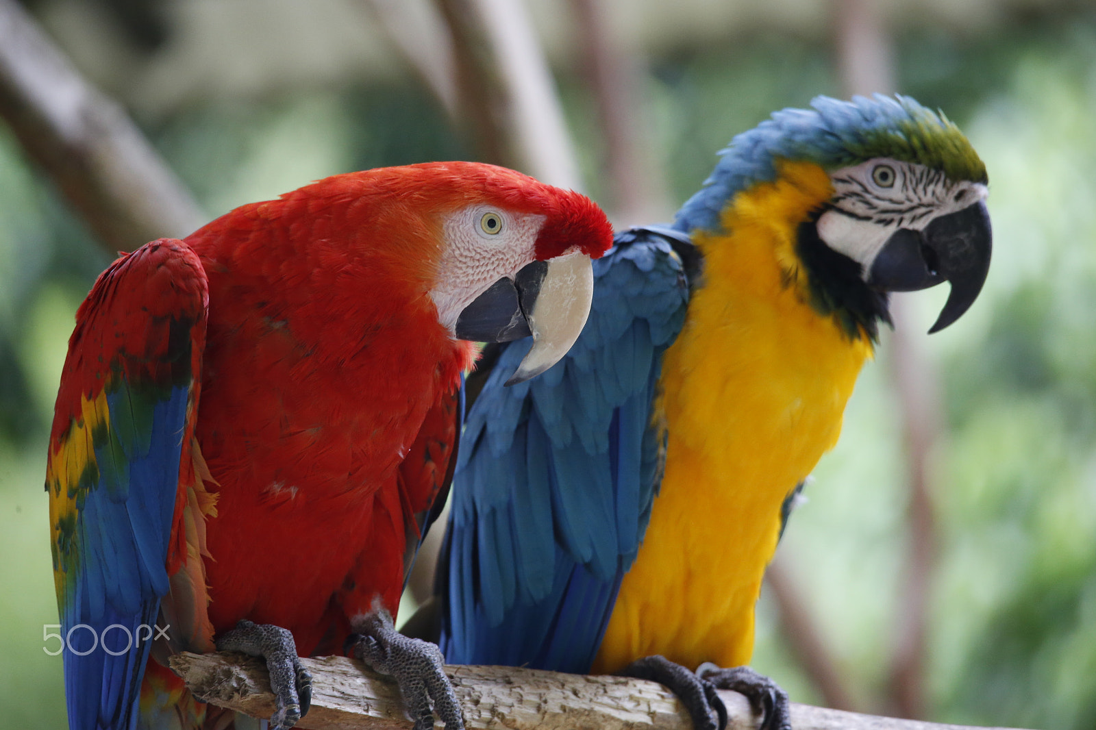 Sigma 150-500mm F5-6.3 DG OS HSM sample photo. Zoo park da montaha / espirito santo / es photography