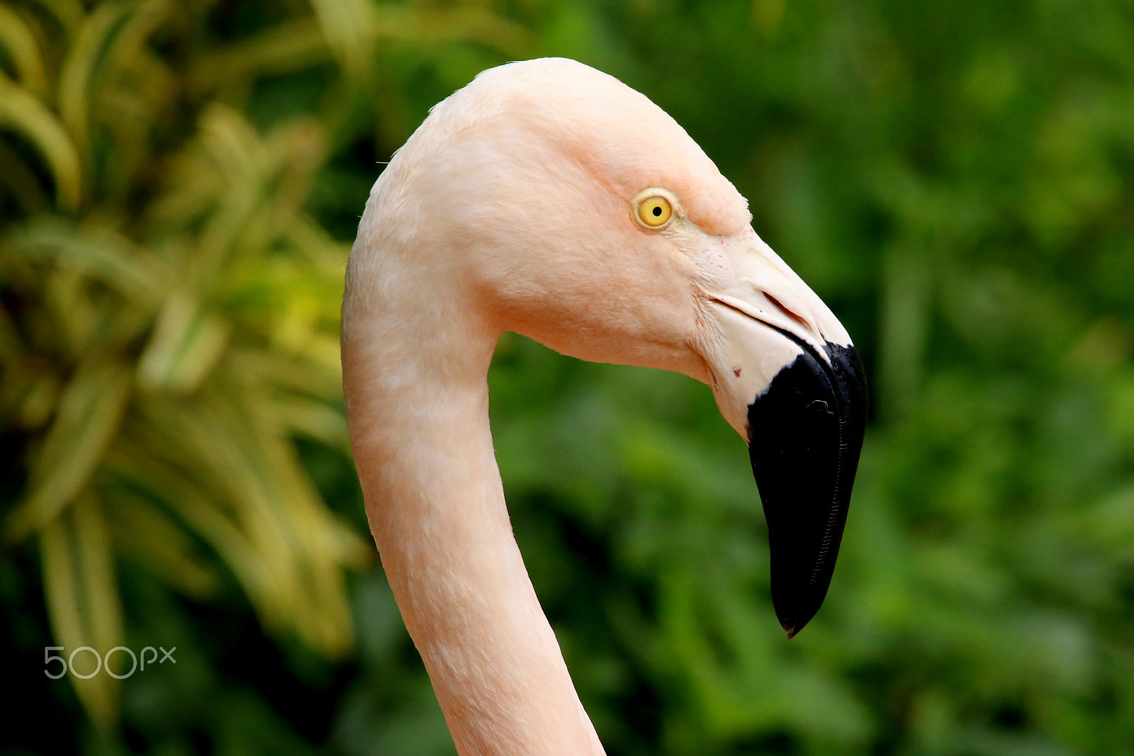 Sigma 150-500mm F5-6.3 DG OS HSM sample photo. Zoo park da montaha / espirito santo / es photography