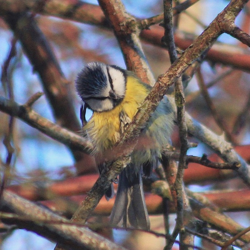 Canon 70-300mm sample photo. Sweden photography