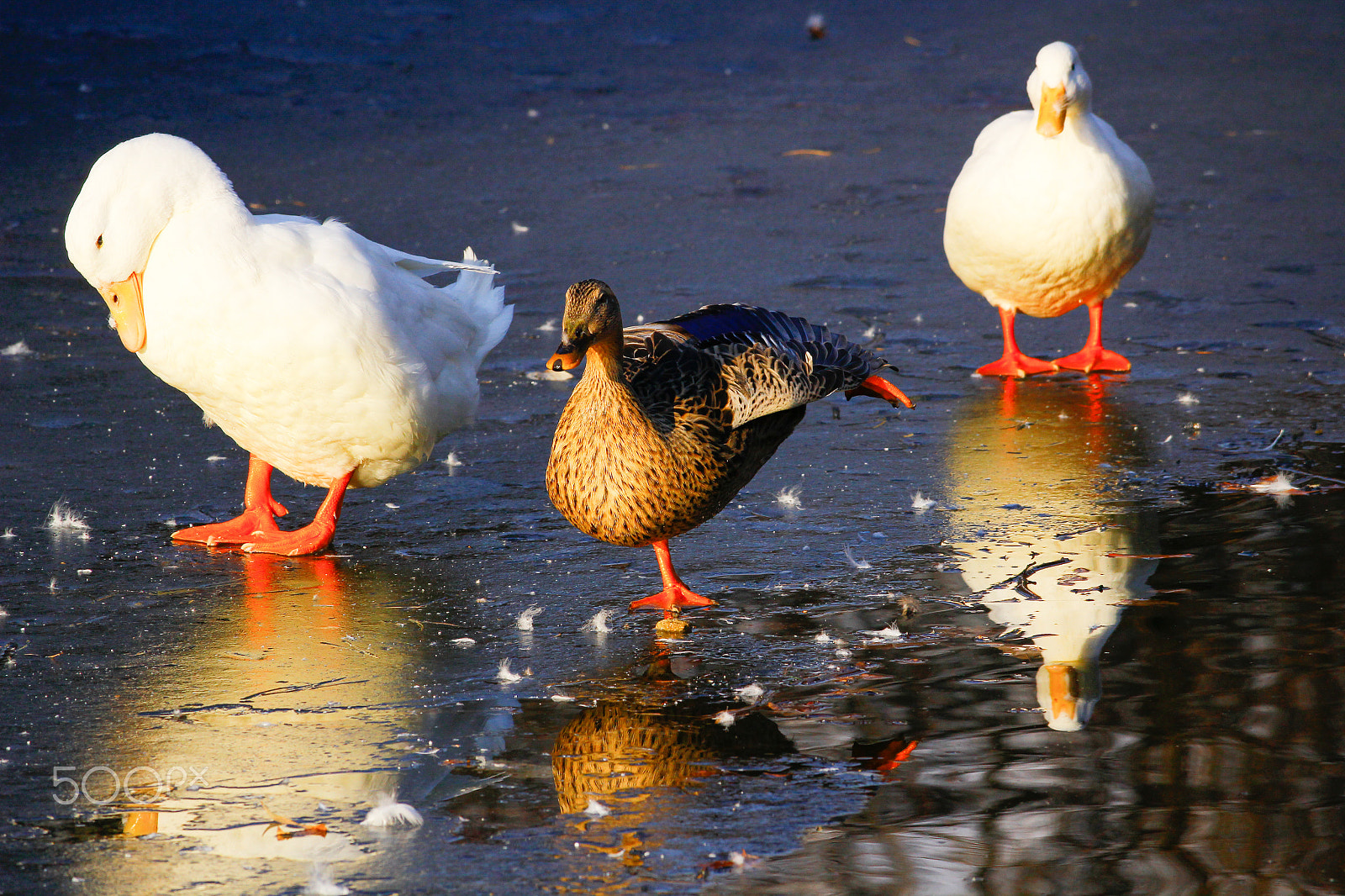 Canon EOS 100D (EOS Rebel SL1 / EOS Kiss X7) + Canon EF-S 55-250mm F4-5.6 IS STM sample photo. Three of duck photography