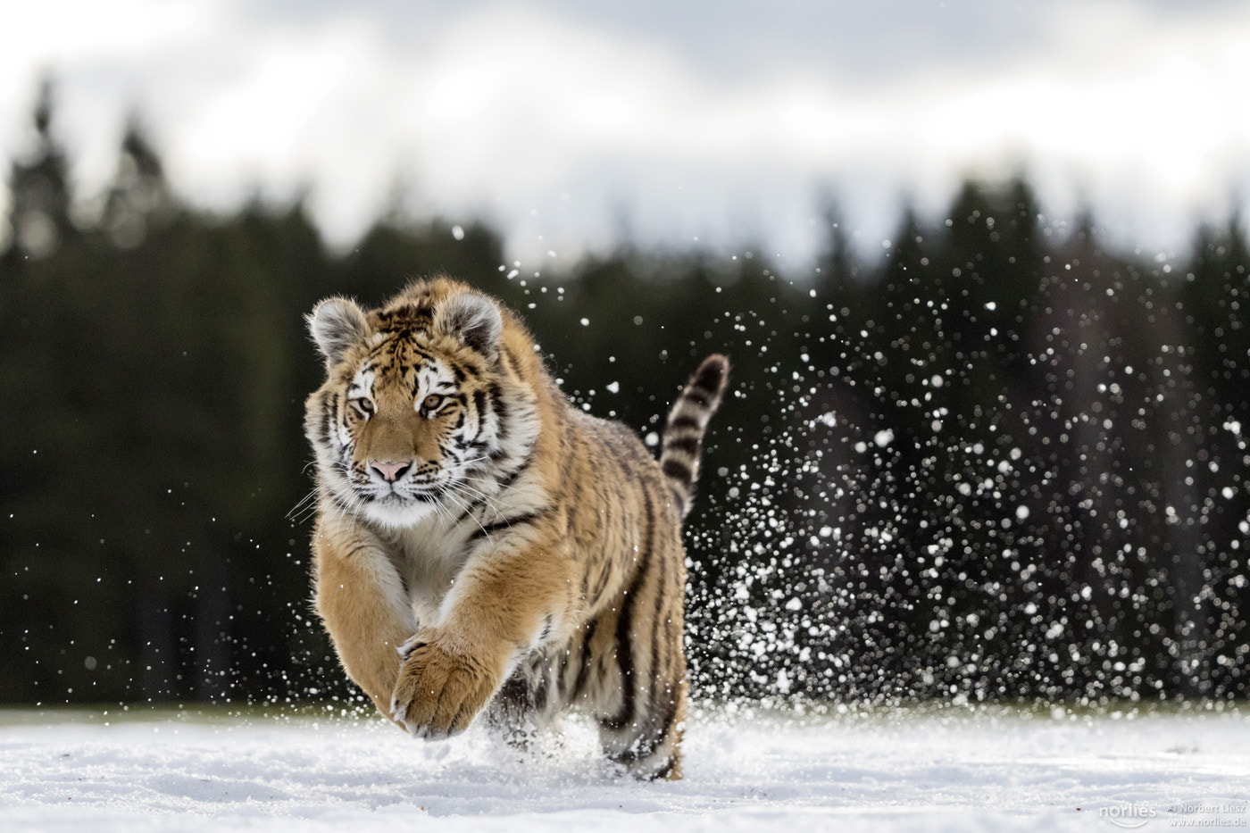 Canon EOS 7D Mark II + Canon EF 200-400mm F4L IS USM Extender 1.4x sample photo. Jumping tiger photography