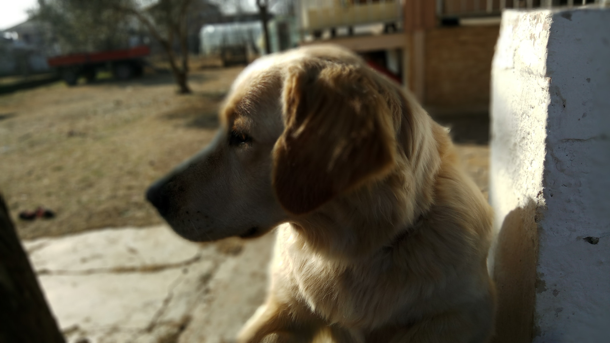 Xiaomi Redmi Pro sample photo. Labrador photography