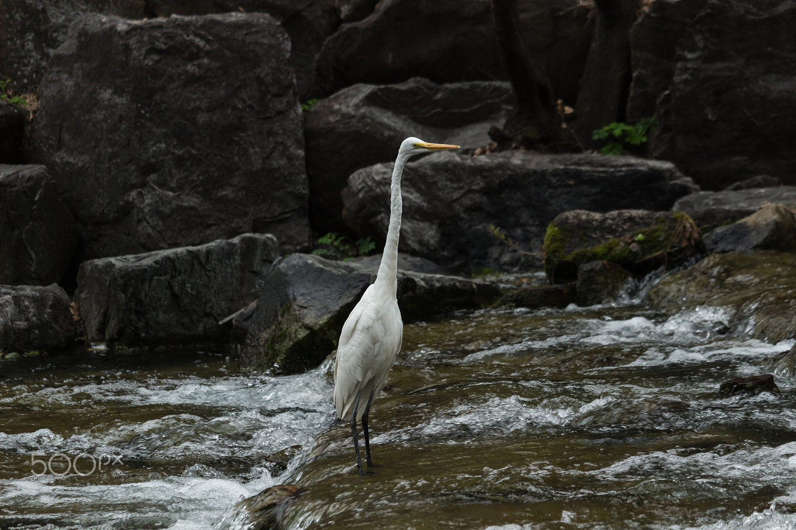 Canon EOS 100D (EOS Rebel SL1 / EOS Kiss X7) + Canon EF-S 55-250mm F4-5.6 IS STM sample photo. Stork photography